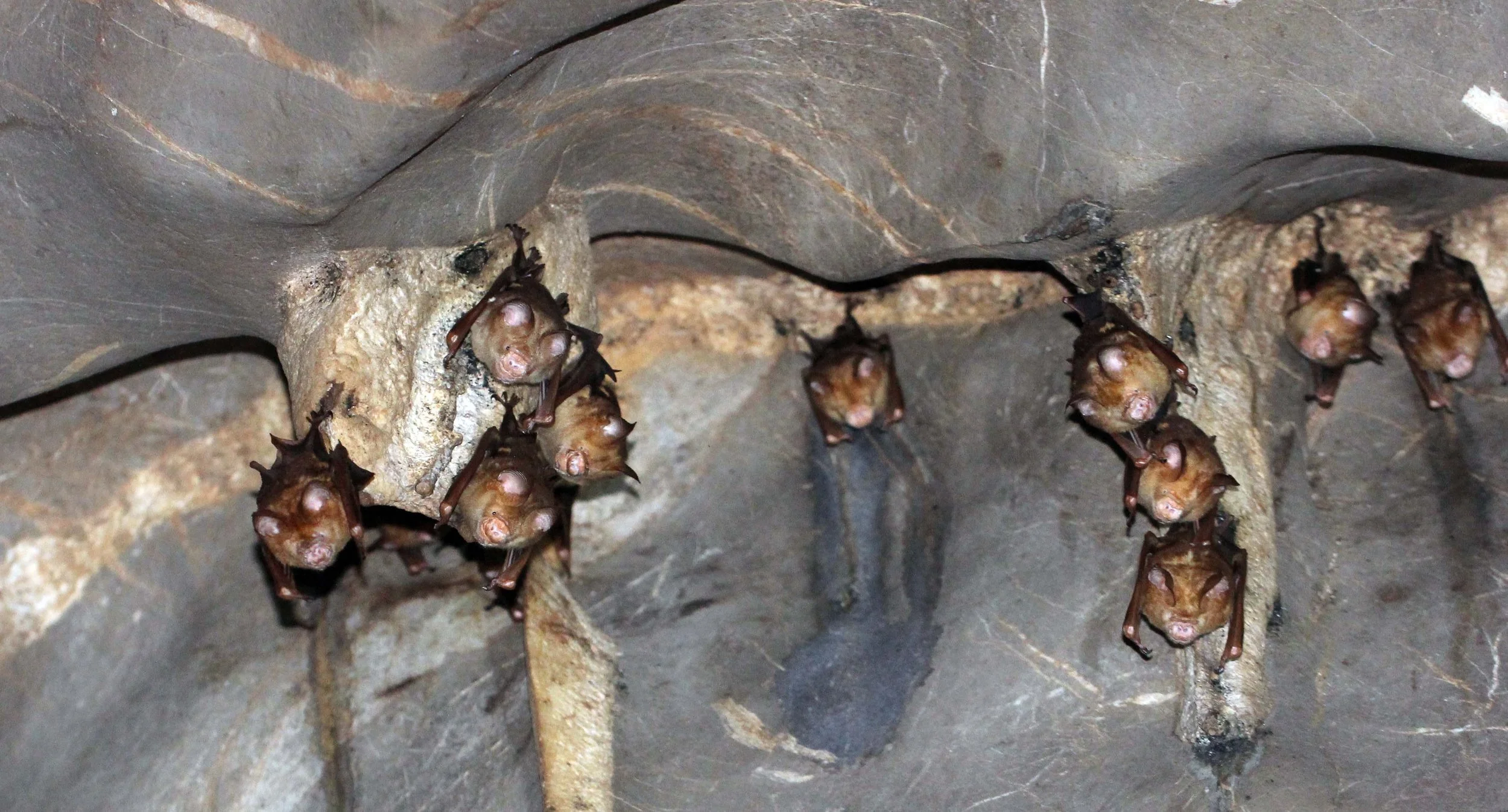 Hipposideros diadema - DIADEM ROUNDLEAF BAT - NAMTHALU - KHAO SOK NATIONAL PARK - SURATTHANI (19).JPG