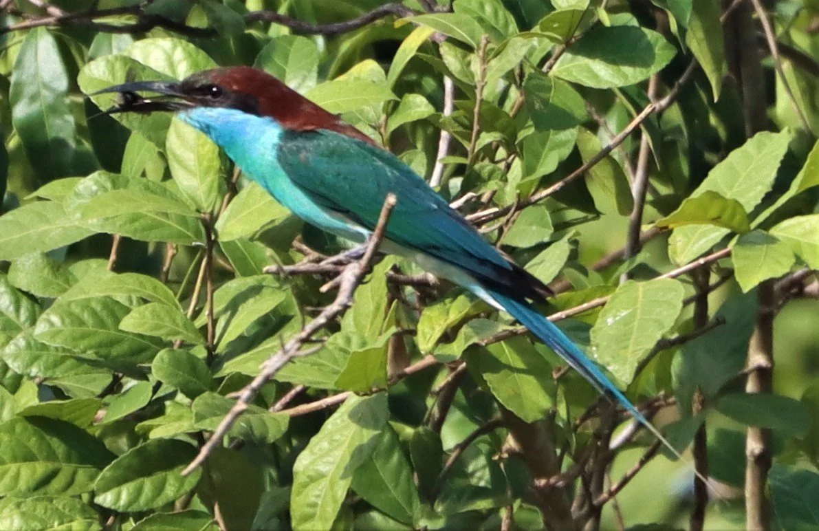 BEE-EATER - BLUE-THROATED BEE-EATER - Merops viridis - Khao Mai Kaeo, Bang Lamung District, Chon Buri (33).jpg
