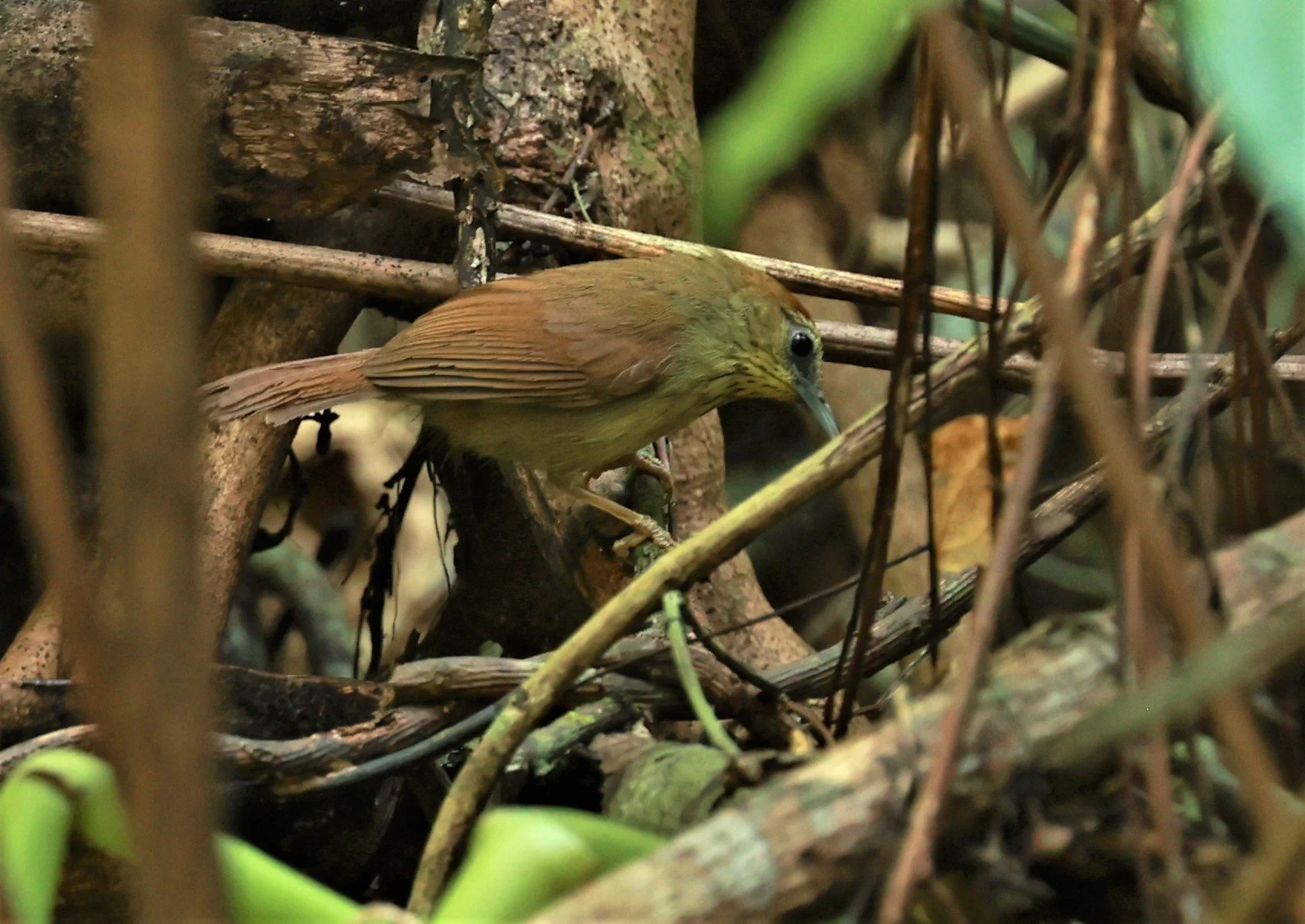 TIT-BABBLER - PIN-STRIPED TIT-BABBLER - Mixornis gularis - KRUNG CHING, KHAO LUANG NATIONAL PARK, THAILAND APRIL 2023 (1).jpg