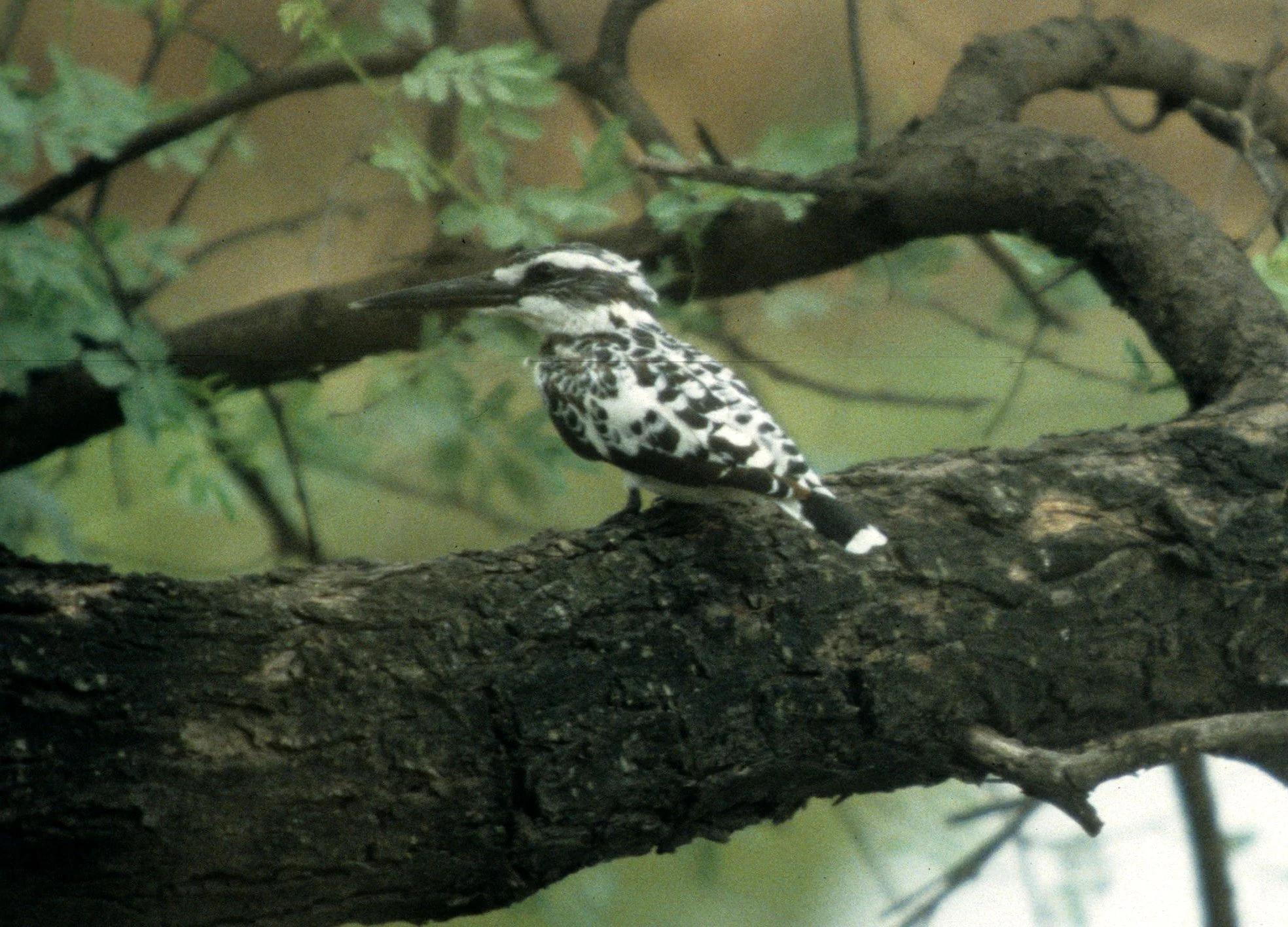 BIRD - KINGFISHER - PIED KINGFISHERS - KALEODEO INDIA (2).jpg