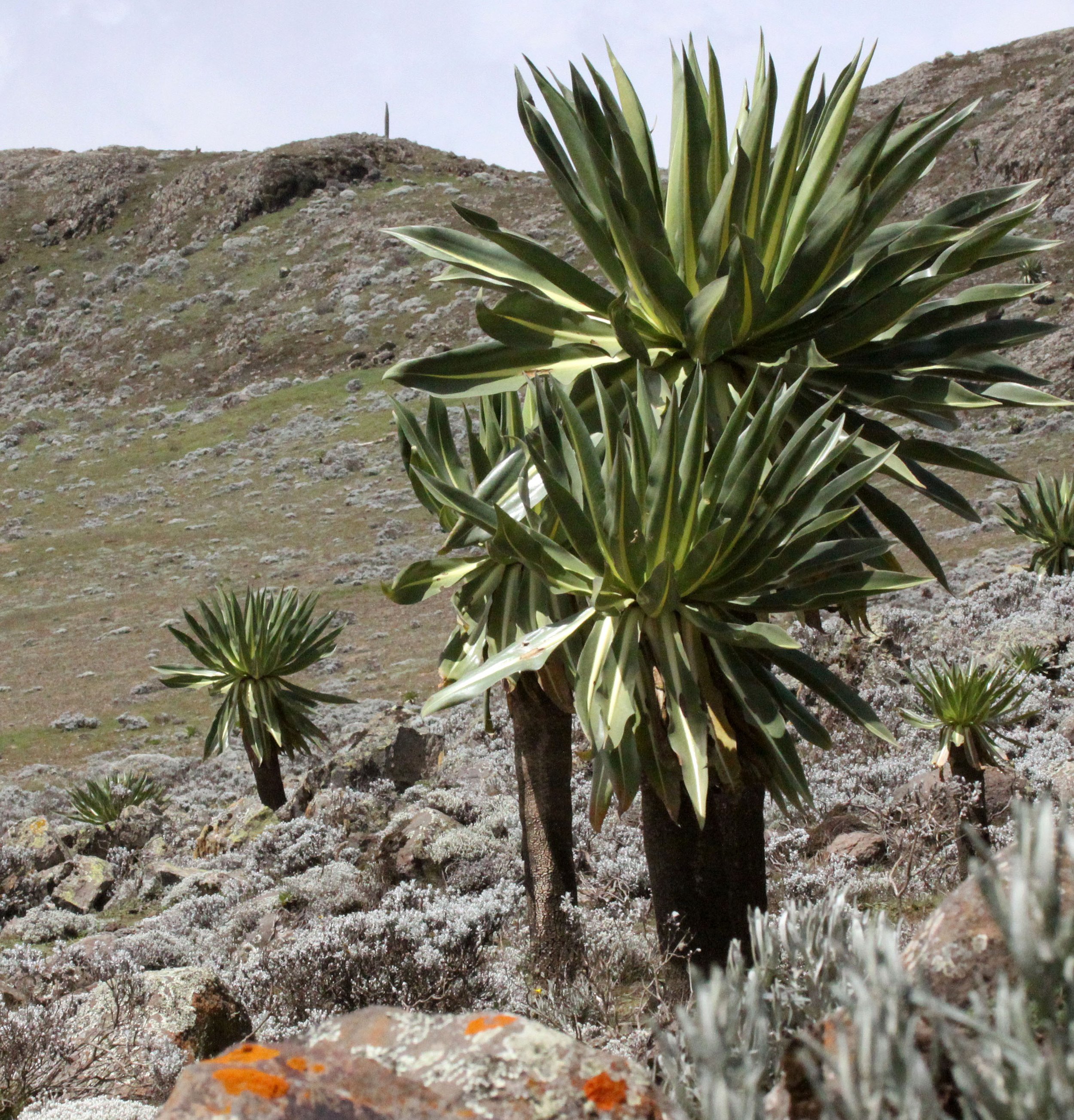 BALE MOUNTAINS NATIONAL PARK ETHIOPIA (72).JPG