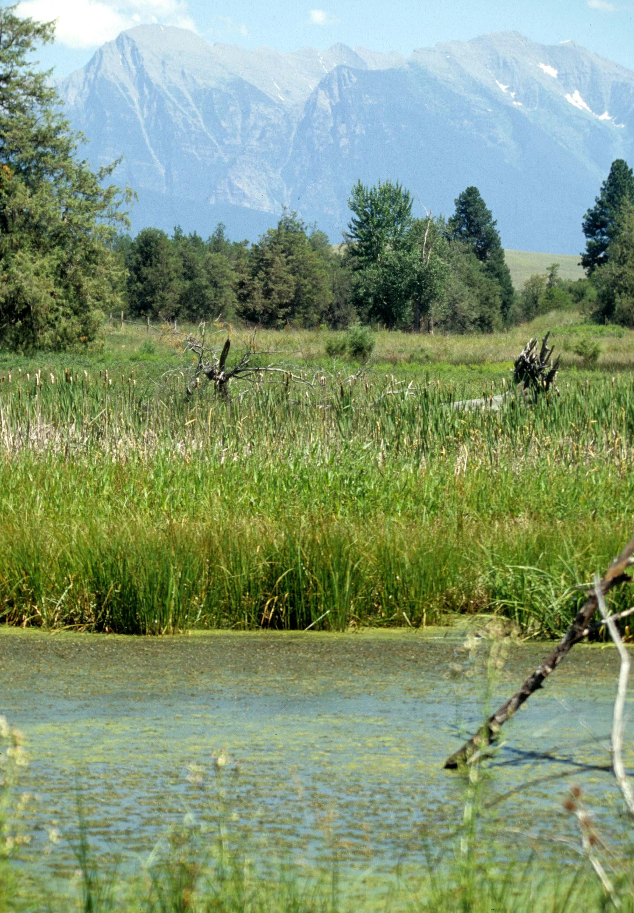 MONTANA - GLACIER - GLACIER NATIONAL PARK VIEWS (4).jpg