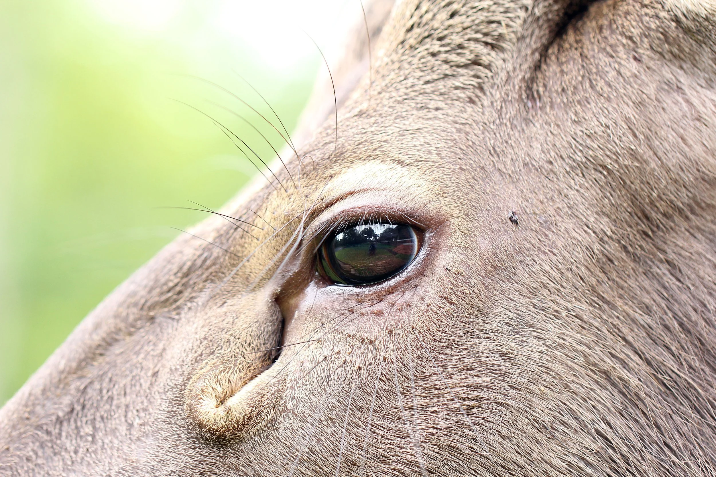 Sambar use these glands to mark their territory, trees, and branches with a strong-smelling, waxy, or fluid secretion.
During preorbital marking, the deer rubs its face against objects, often sniffing the spot first, tilting its head, and performing 