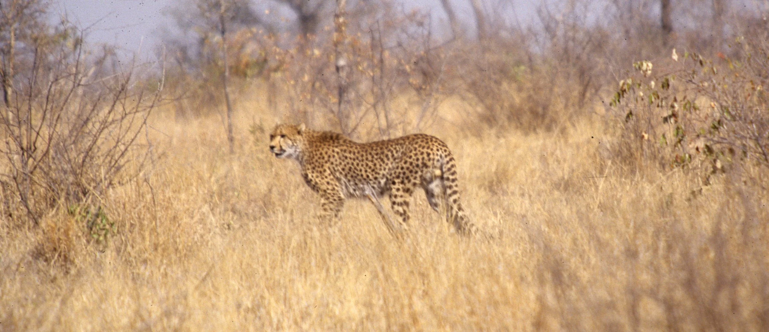 FELID - CHEETAH - KRUGER (15).jpg