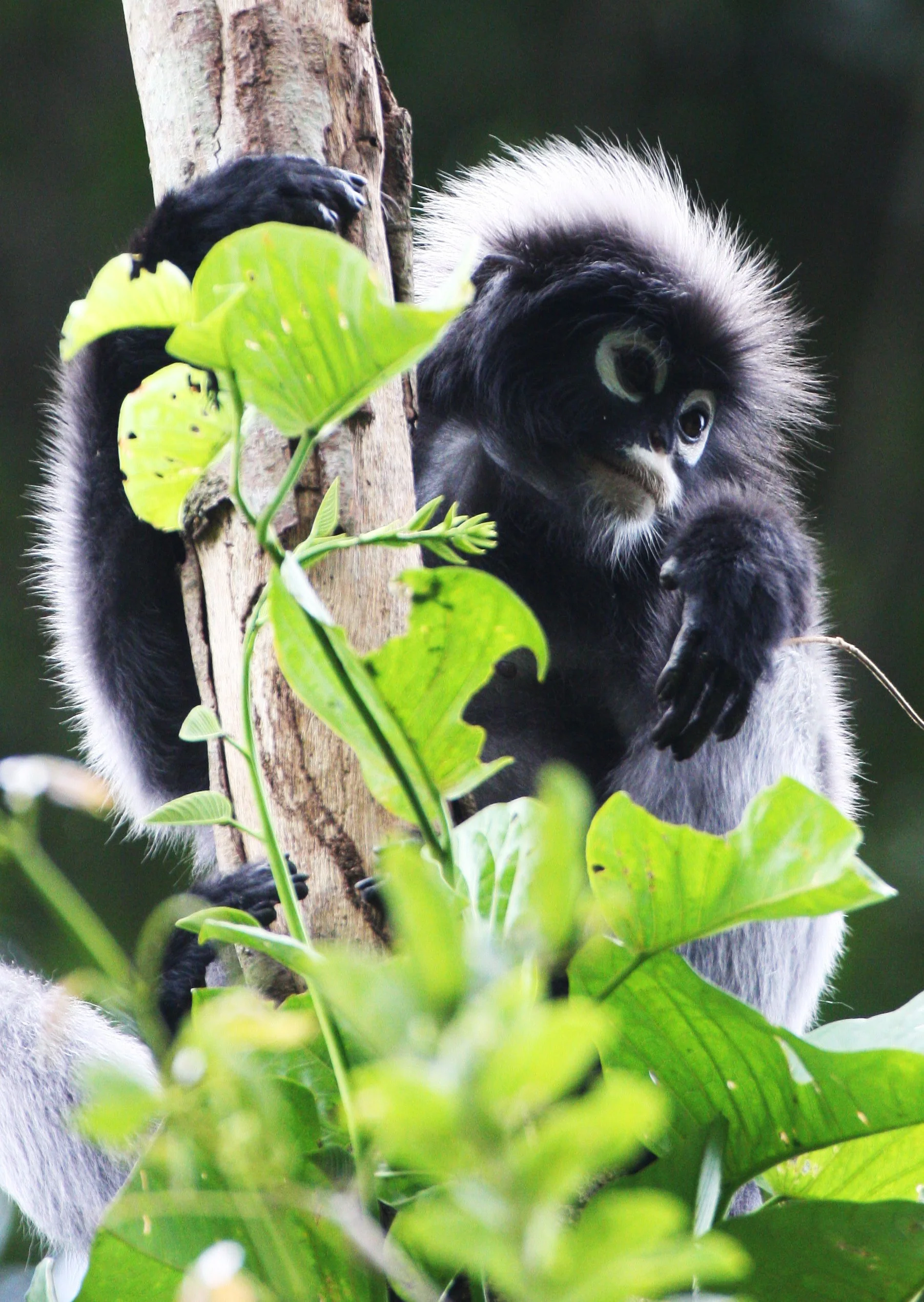 CERCOPITHECIDAE - Trachypithecus obscurus flavicauda - BLOND-TAILED (DUSKY) LANGUR - KAENG KRACHAN NAT'L PARK (19).JPG