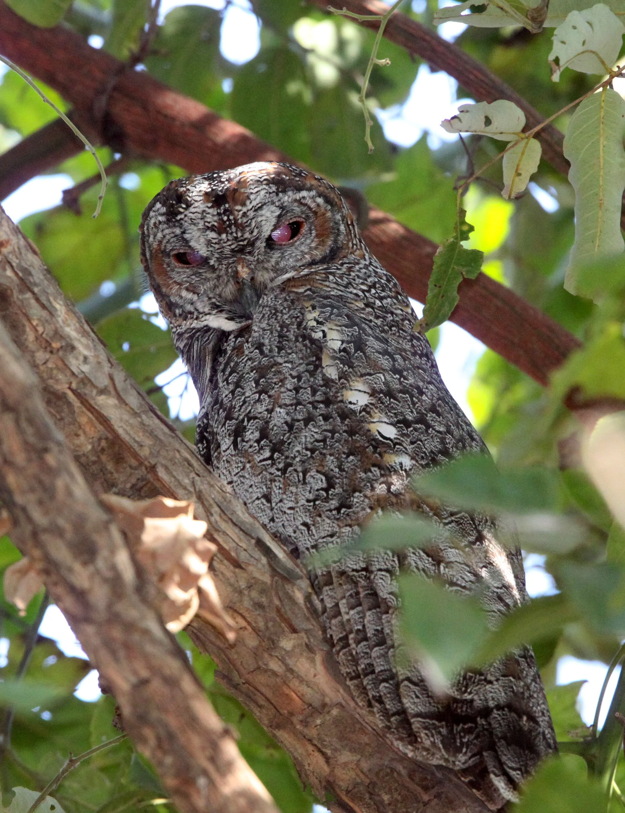 Strix ocellata - MOTTLED WOOD OWL - BANDHAVGAR NATIONAL PARK INDIA (16).JPG