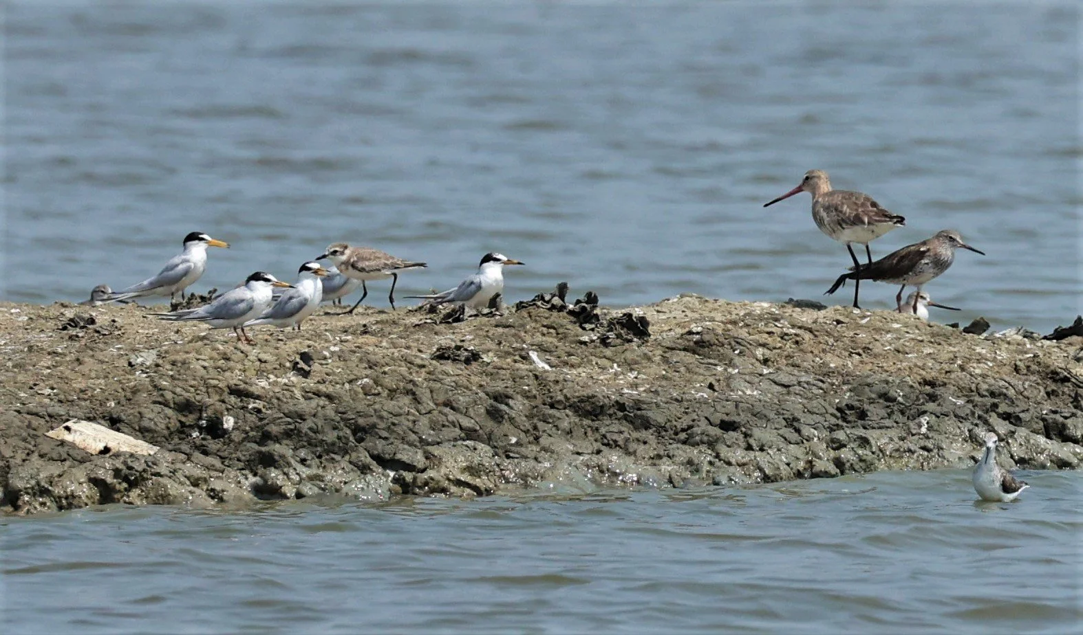 DOWITCHER - ASIAN DOWITCHER - Limnodromus semipalmatus - TEREK SANDPIPER - BLACK-TAILED GODWIT - PAK THALE SALT PONDS (6).jpg