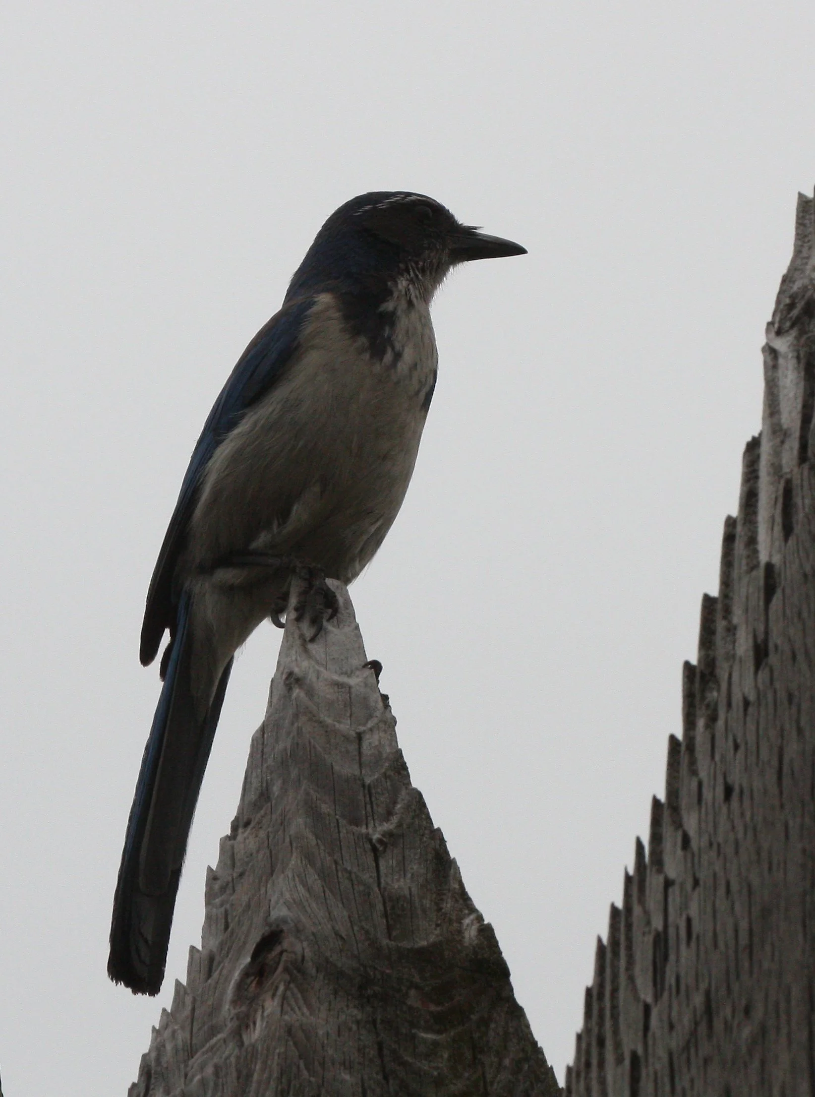 BIRD - JAY - SCRUB JAY - FORT VANCOUVER WA.JPG