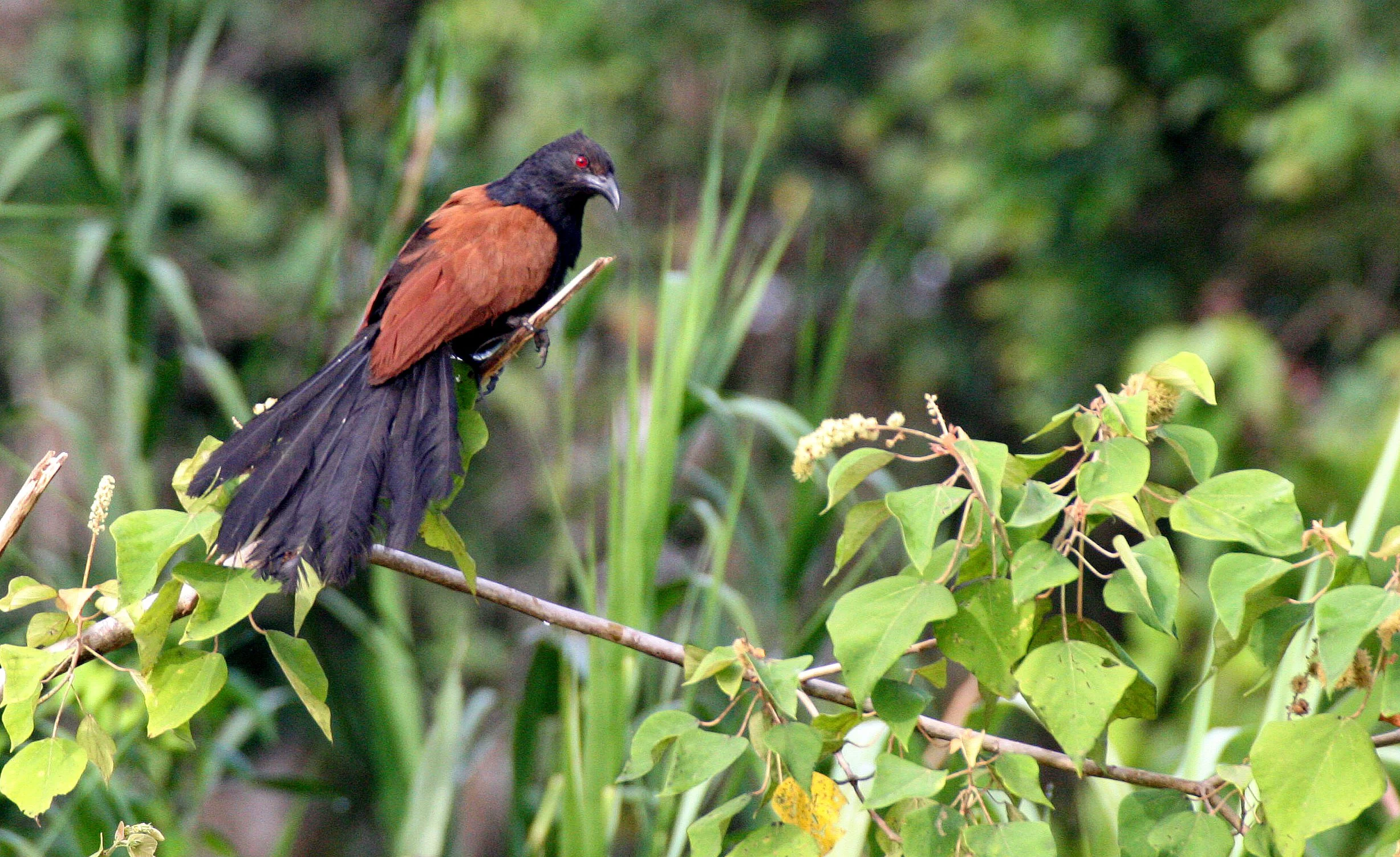 Greater Coucal (Centropus sinensis) Kinabatangan River Borneo (12).JPG