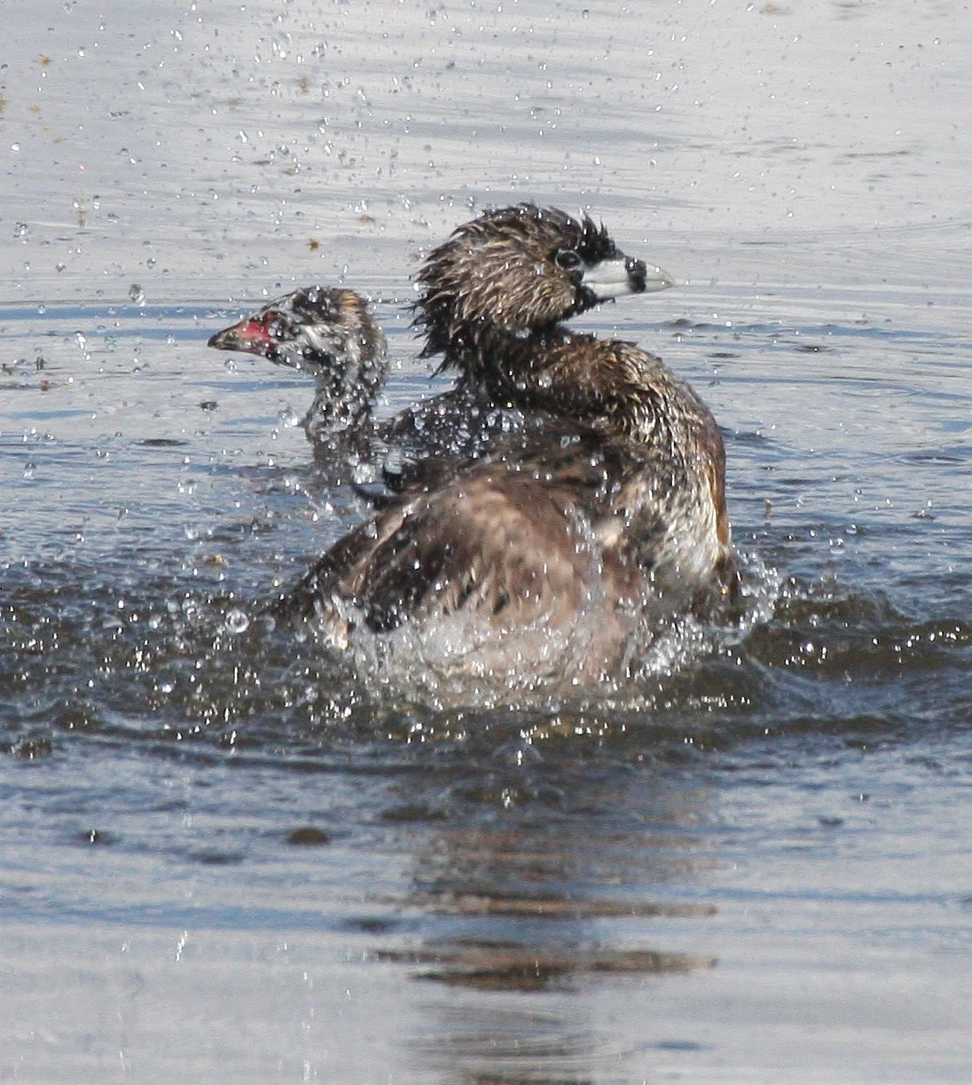 Pied-billed Grebe (Podilymbus podiceps) Ridgefield NWR Washington (54).jpg