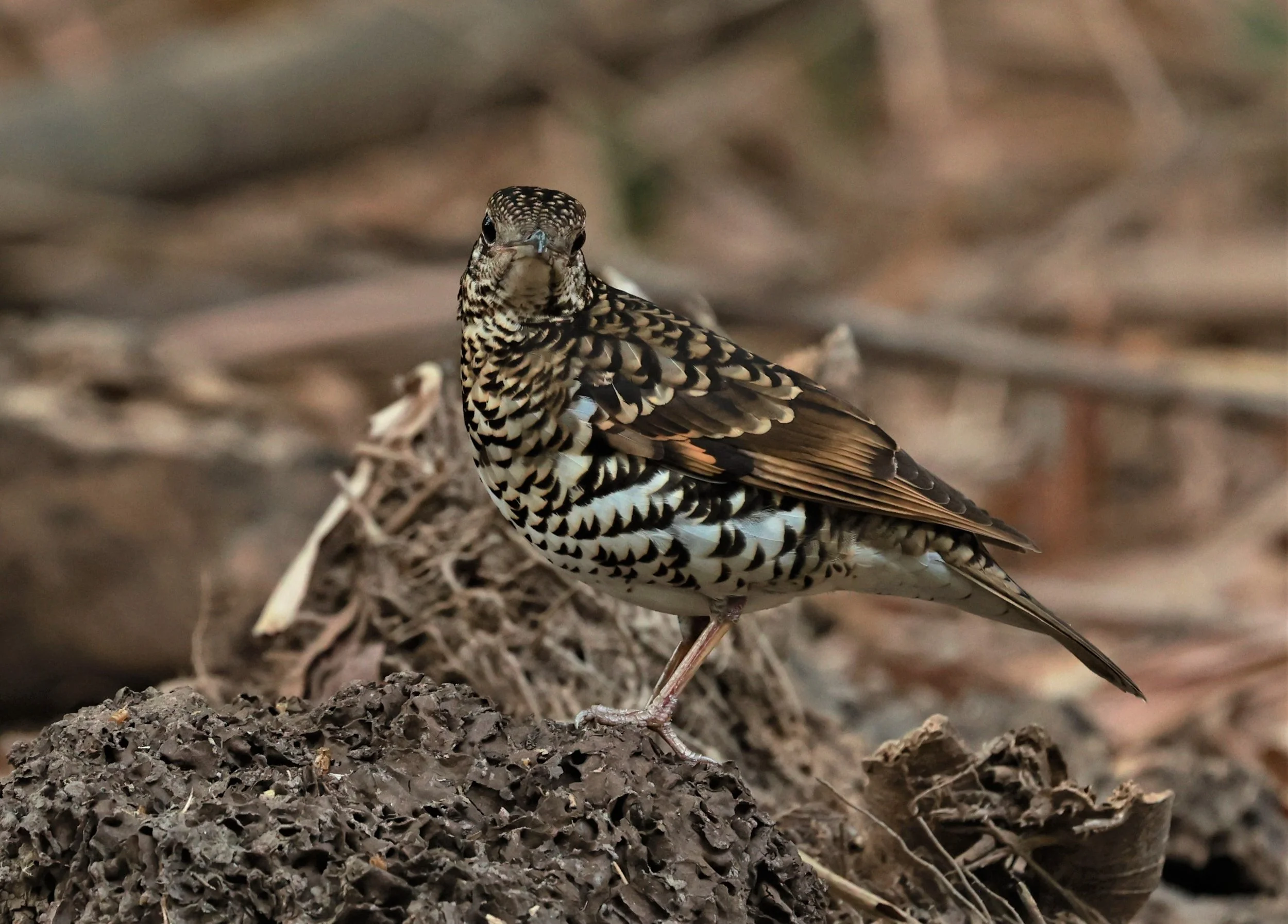 White's Thrush (Zoothera aurea) Putthamonthon Park Nakhon Pathom Thailand (105).jpg