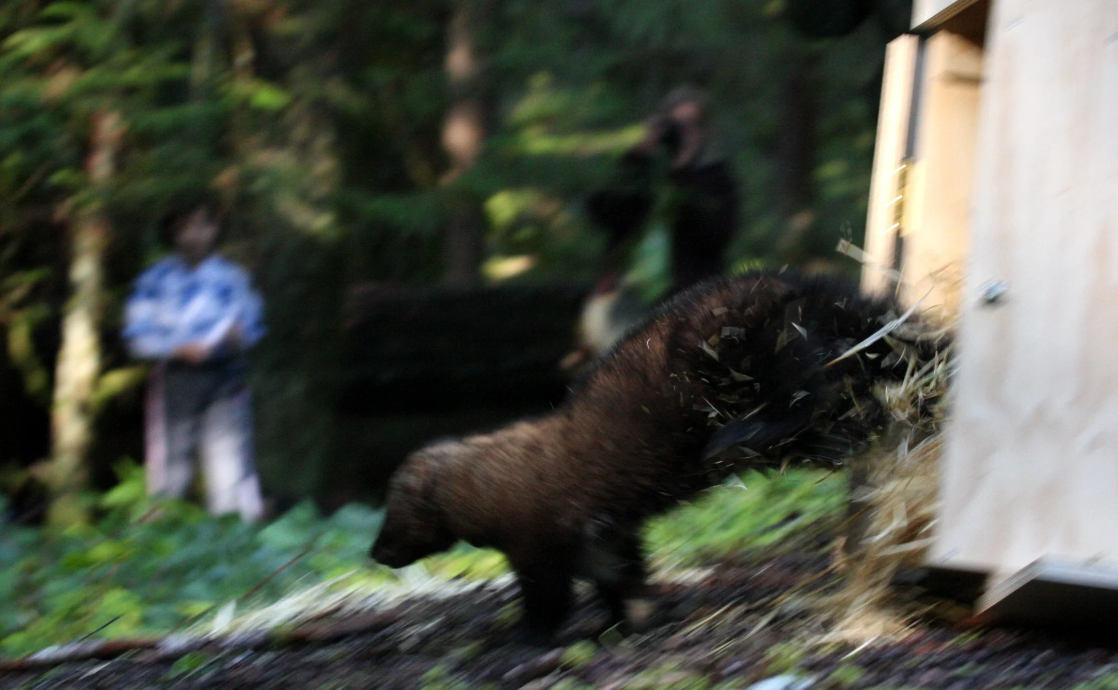 MUSTELID - FISHER - FINAL RELEASE ON 2-20-2010 (19).JPG