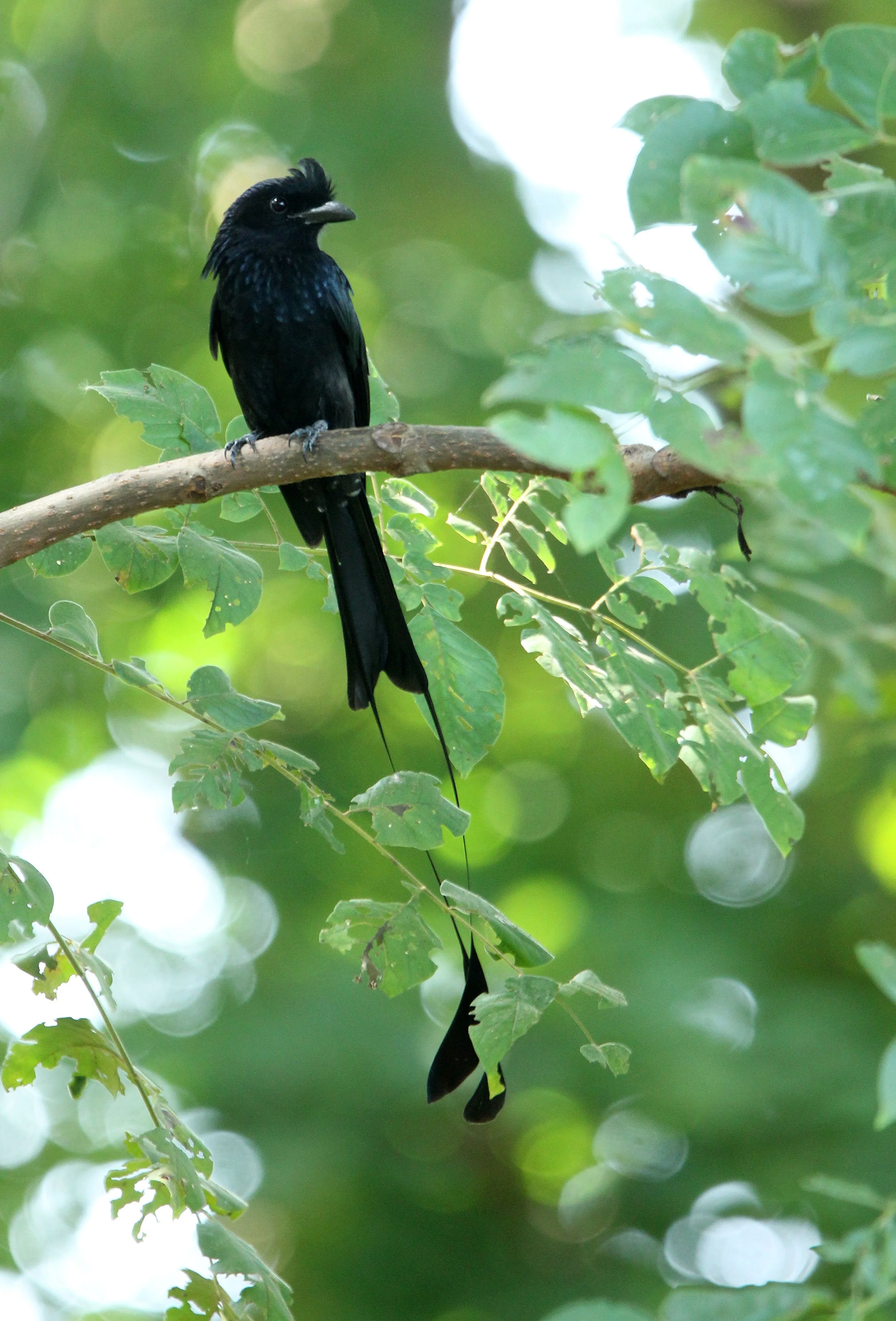 DRONGO - GREATER RACKET TAILED DRONGO - Dicrurus paradiseus - HUAI KHA KHAENG NATURE RESERVE - HEADQUARTERS - THAILAND (29).JPG