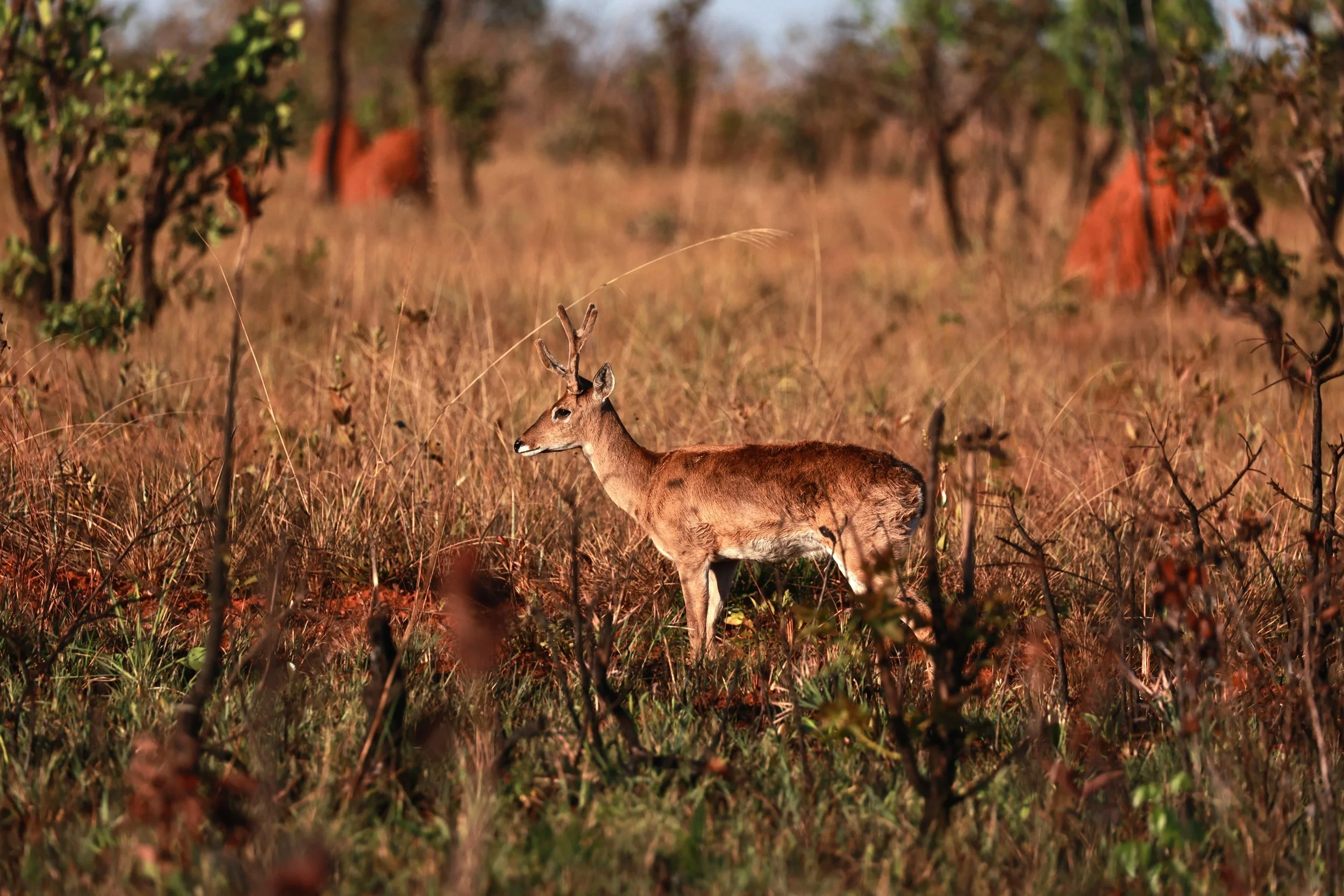 Ozotoceros bezoarticus bezoarticus - Pampas Deer -  Emas National Park, Goias Brazil (4).JPG