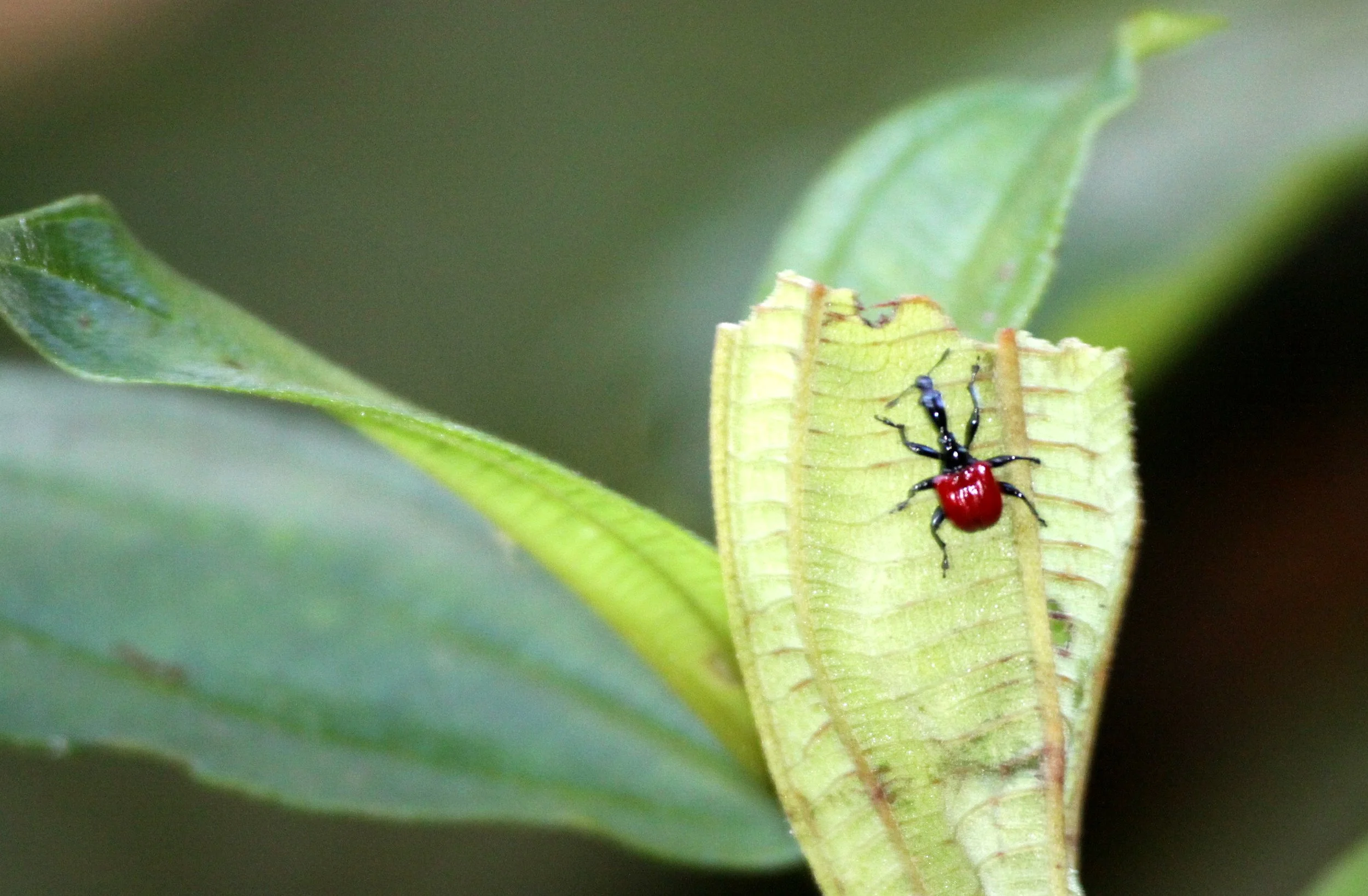 Trachelophorus giraffa - Giraffe Weevil - Attelabidae - Ranomafana Reserve, Madagascar (4).JPG