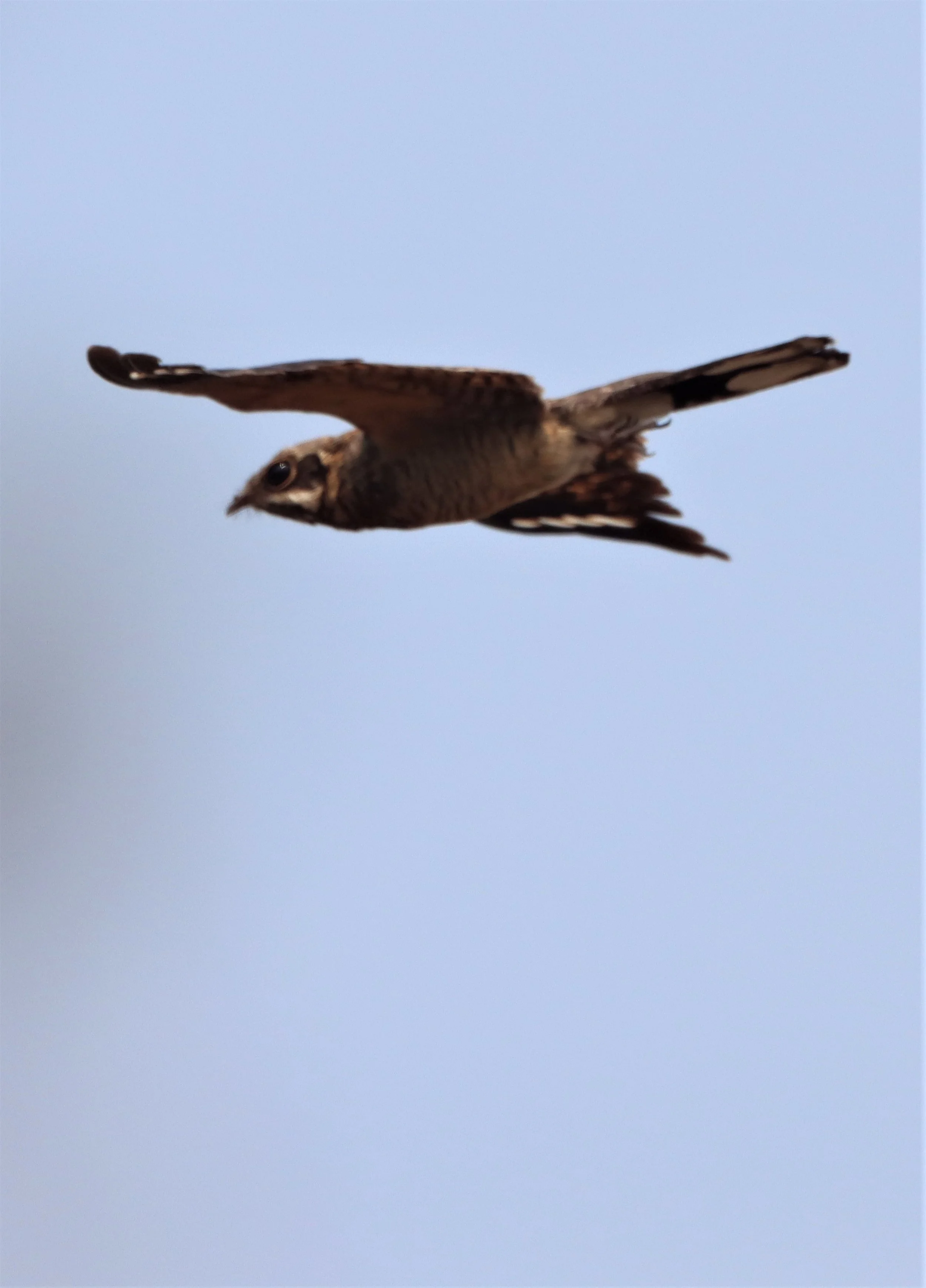 NIGHTJAR - INDIAN NIGHTJAR - Caprimulgus asiaticus - BANG KHAEM WETLANDS NAKHON PATHOM MAR 13 (1).jpg