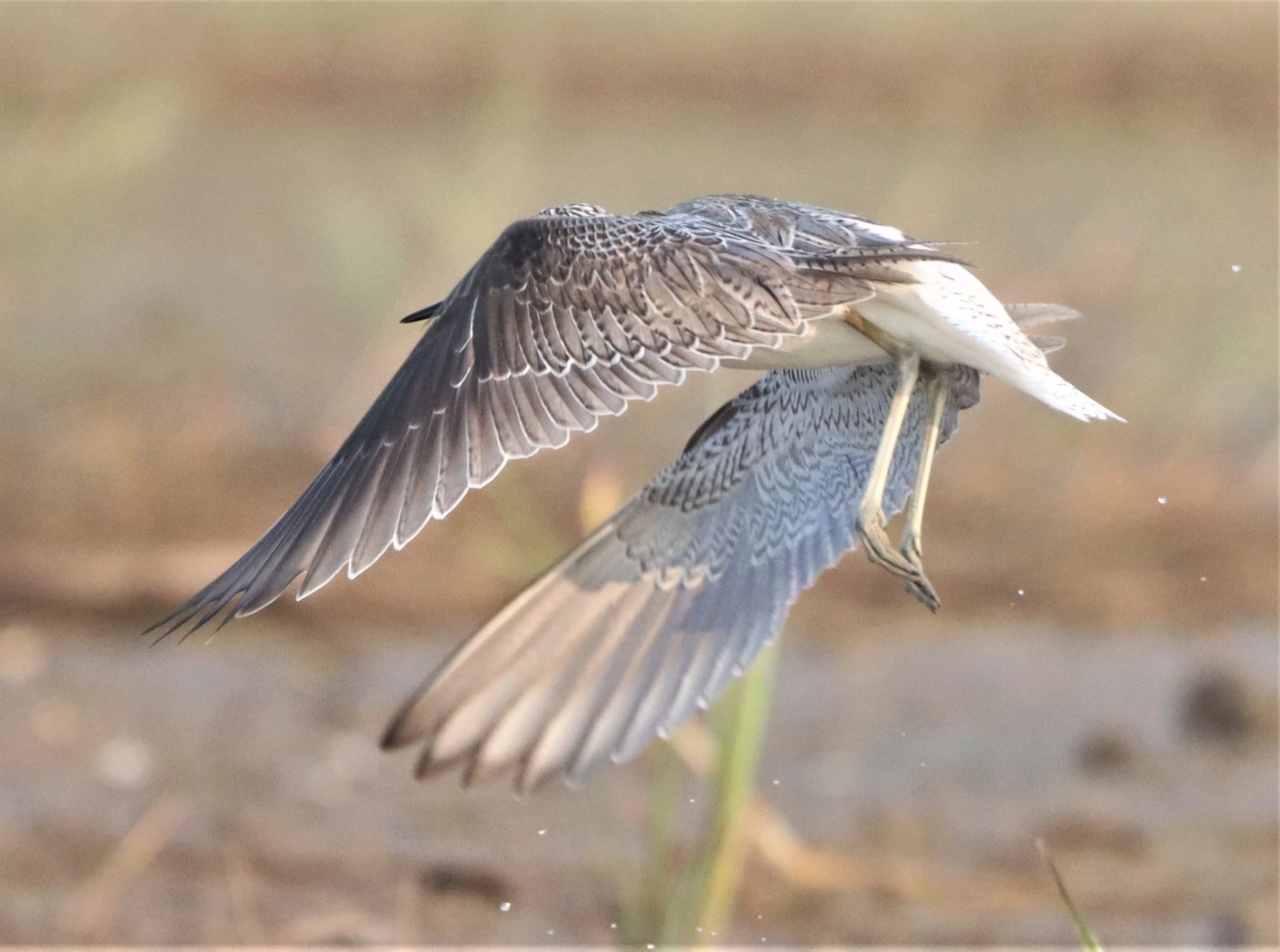 GREENSHANK - COMMON GREENSHANK - Tringa nebular (3).jpg