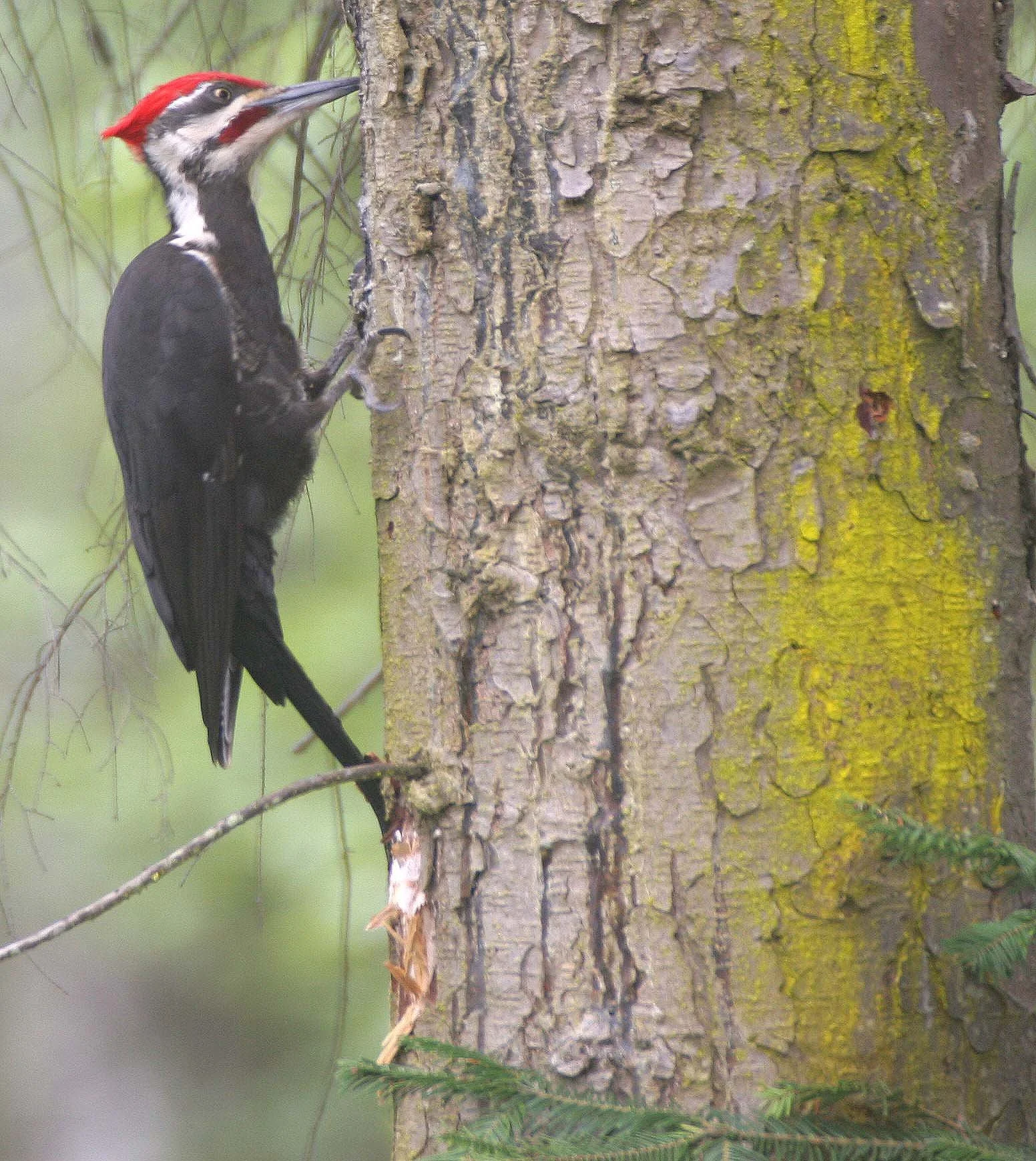 BIRD - WOODPECKER - PILEATED WOODPECKER - GASMAN (29).jpg