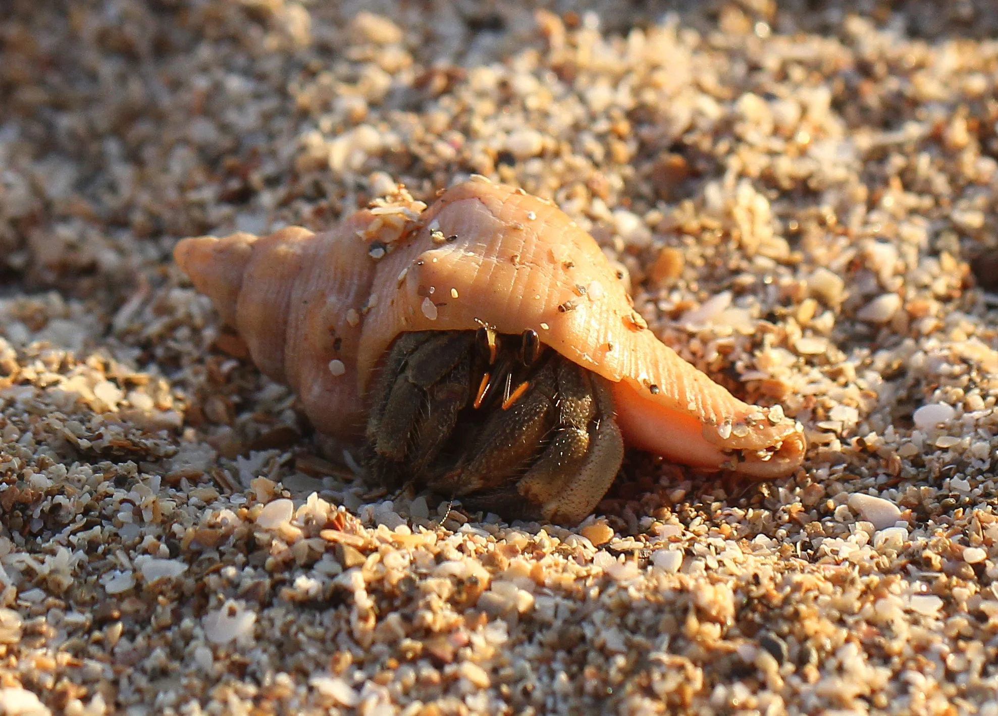 2016 Koh Lanta TheOtherSideVillas - Nature at our Home (73).JPG