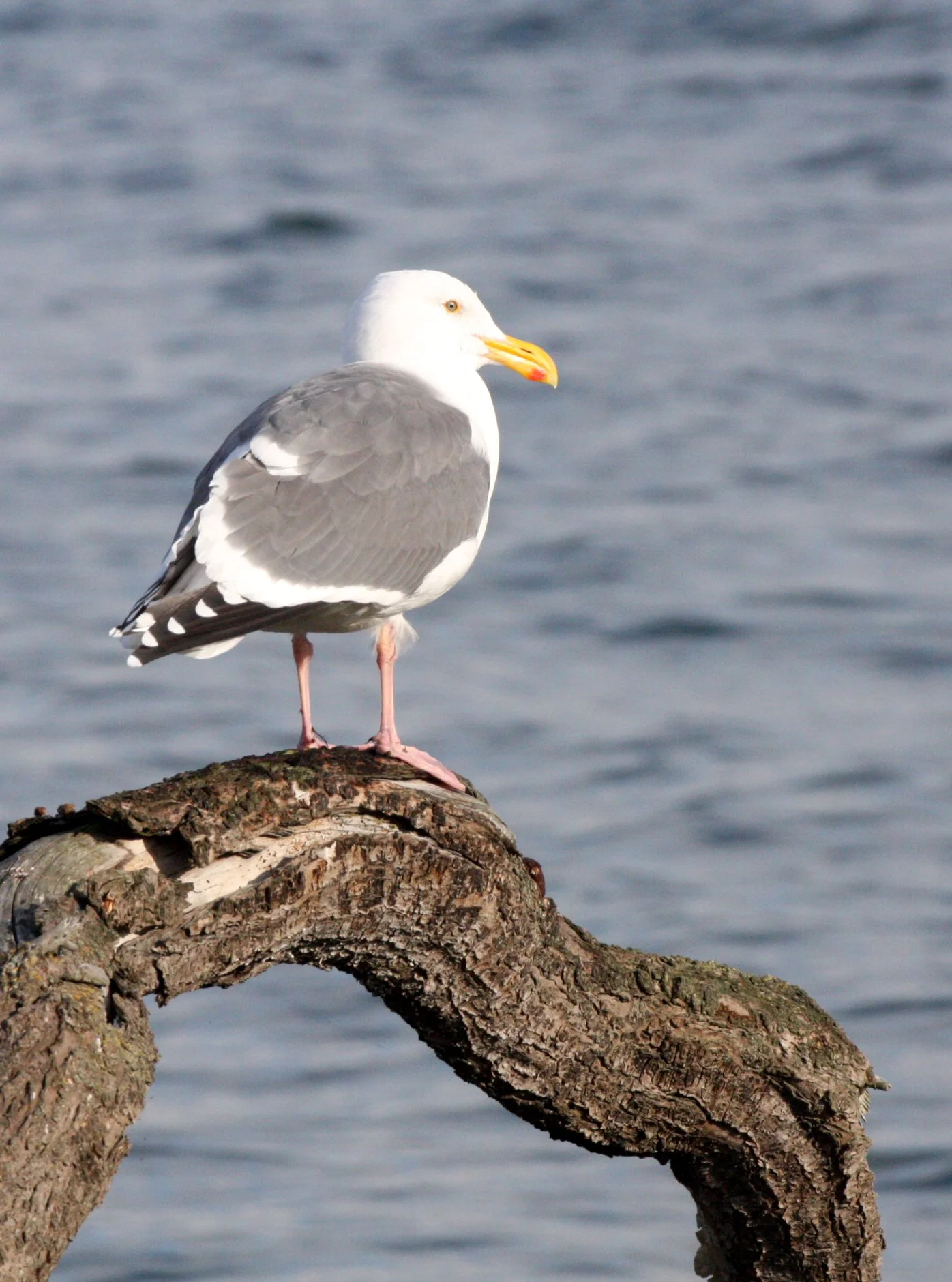 BIRD - GULL - OLYMPIC DOVE - JAMESTOWN WA.JPG