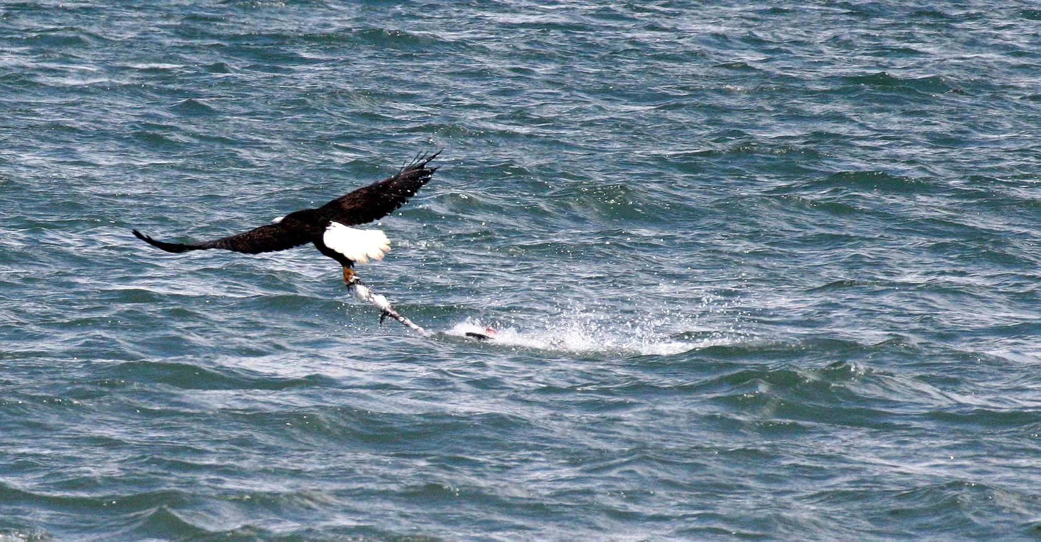 Haliaeetus leucocephalus - AMERICAN BALD EAGLE - FISHING HUMBOLT SQUID - SEQUIM BAY WA (10).JPG