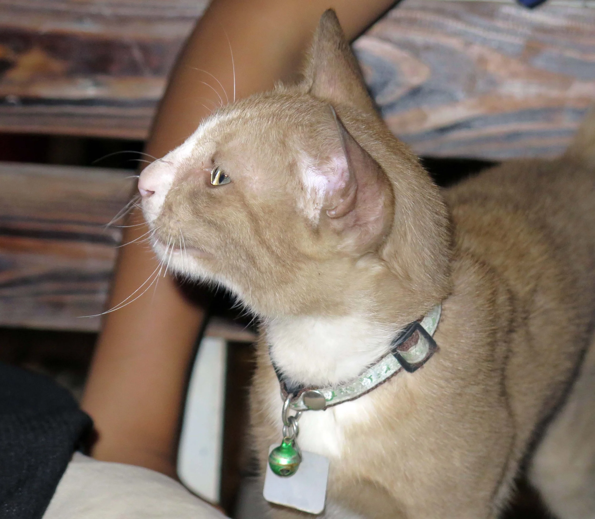 2013 - BANGKOK - NOVEMBER 2013 - MARCH 2014 (43).JPG