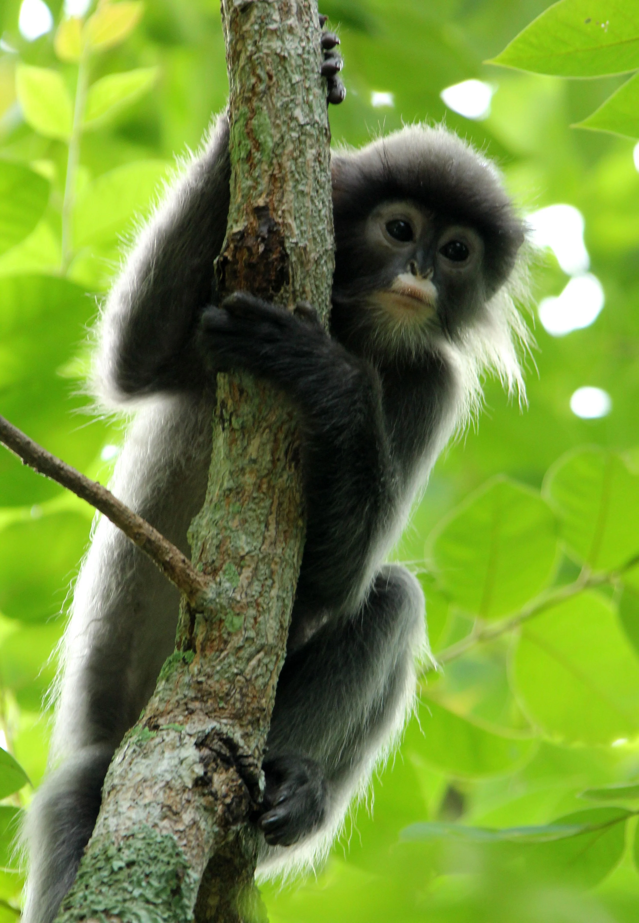 CERCOPITHECIDAE - Trachypithecus crepusculus - INDOCHINESE GRAY LANGUR - PHI THA KHON TEMPLE LOEI (50).JPG