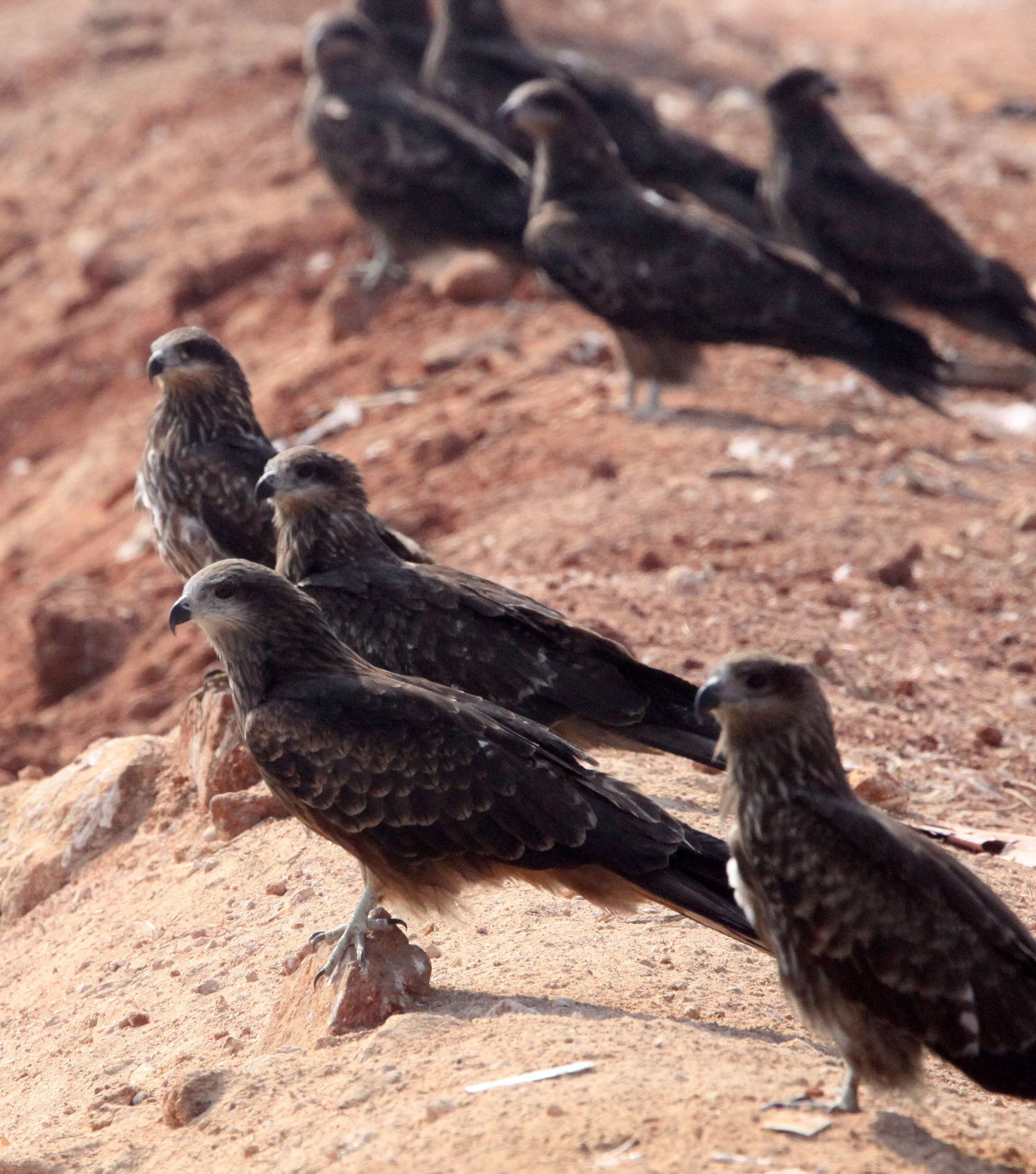 Milvus migrans lineatus - BLACK-EARED KITE - GUWAHATI DUMP ASSAM INDIA (16).JPG