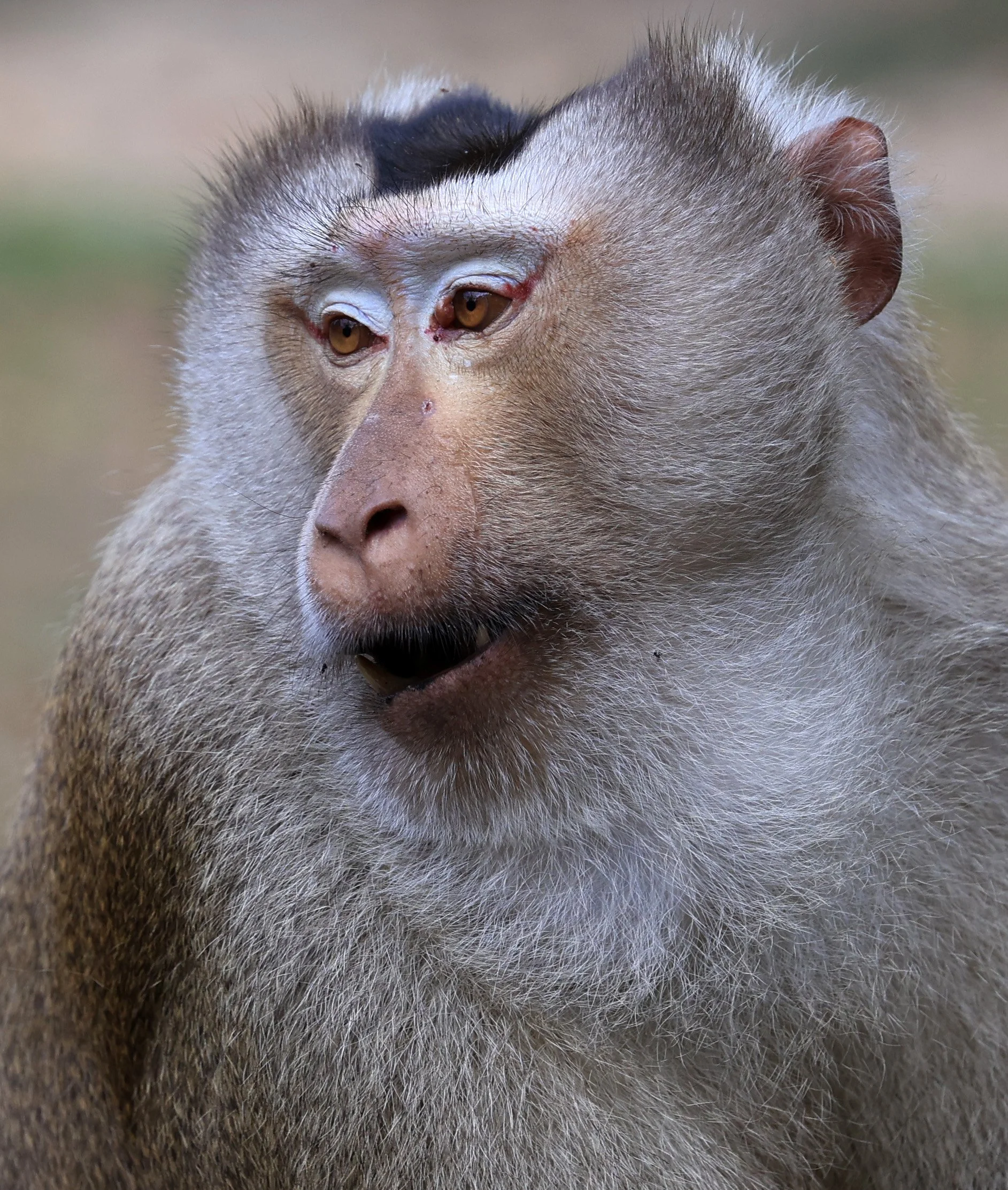 Northern Pig-tailed Macaque (Macaca leonina) Khao Yai National Park Feb 2026 Day 3 (62).jpg