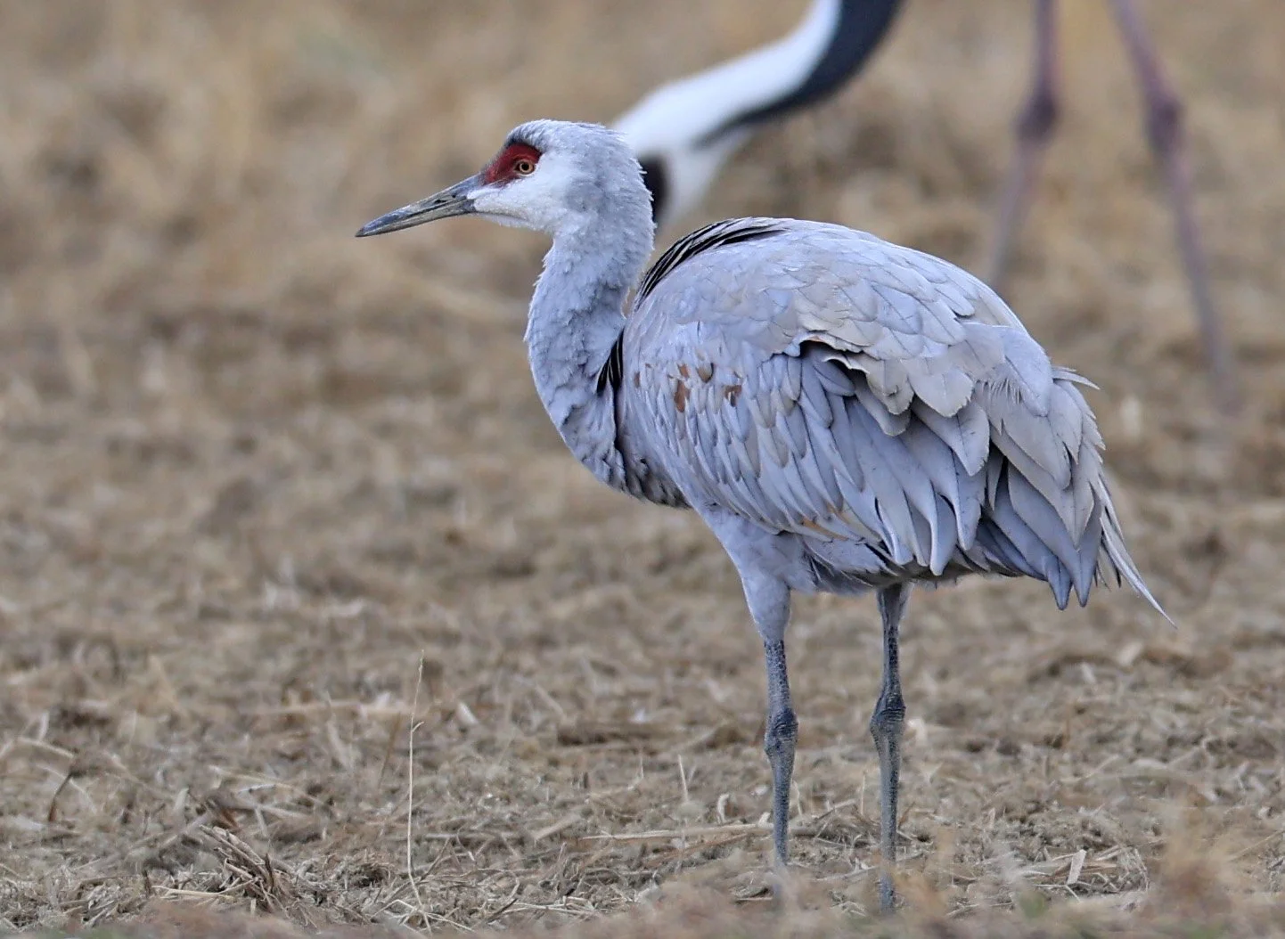 Sandhill Crane (Antigone canadensis) Izumi Crane Park & Center, Izumi Kagoshima Kyushu Japan (13).jpg