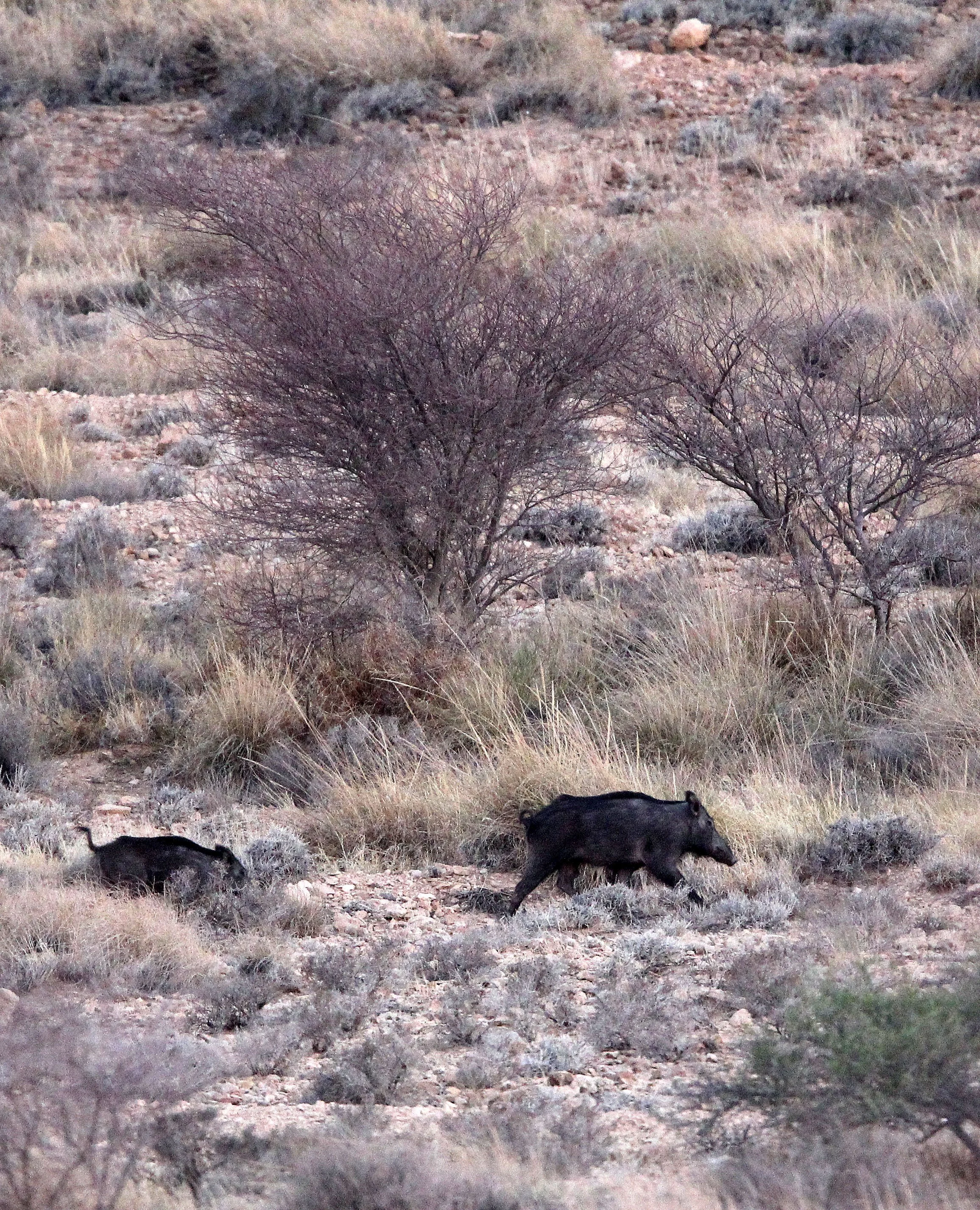 Sus scrofa algira - NORTH AFRICAN BOAR (BARBARY PIG) - BOUHEDMA NATIONAL PARK TUNISIA (4).JPG