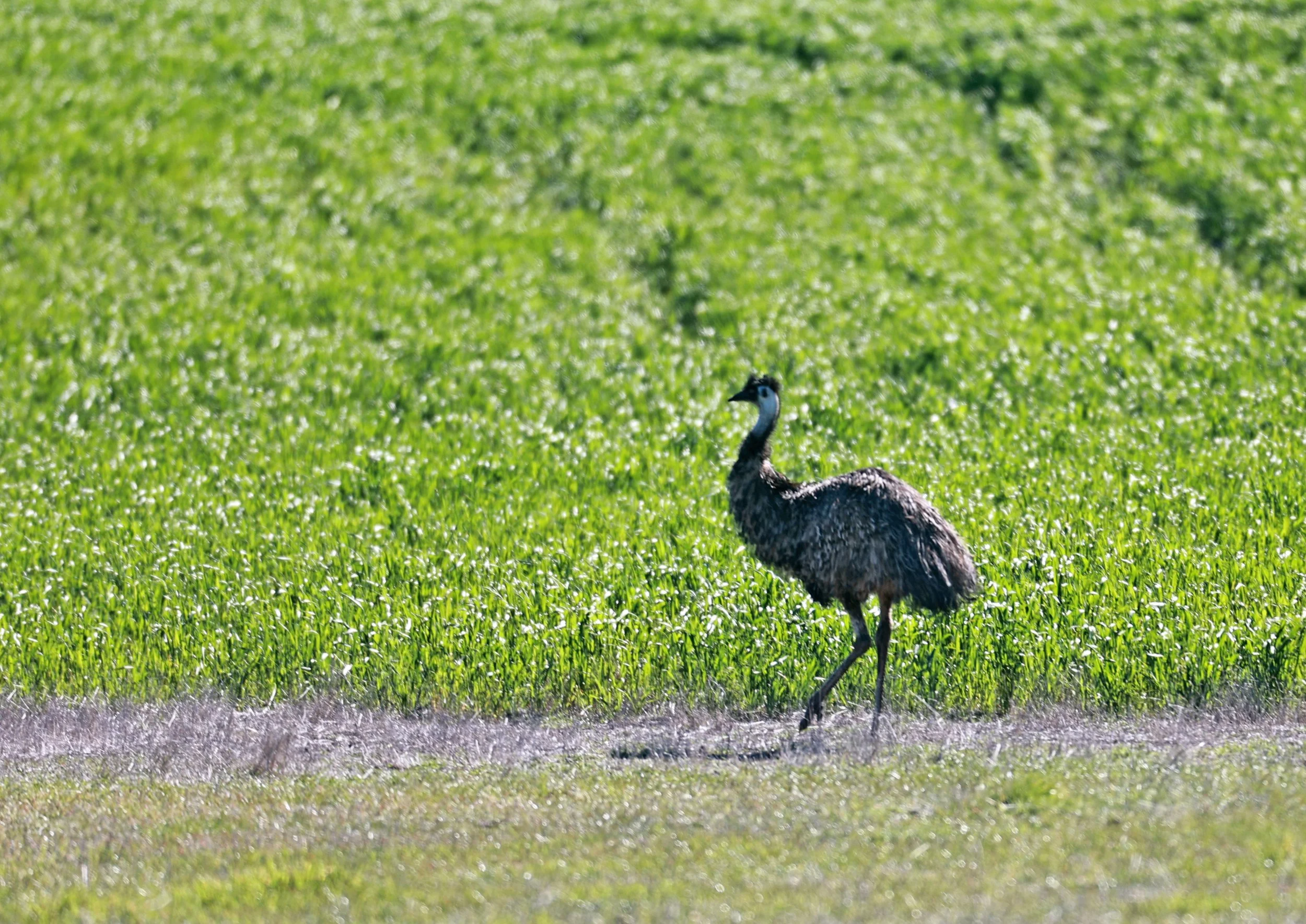Emu (Dromaius novaehollandiae) Stirling Range NP - Western Australia (19).jpg