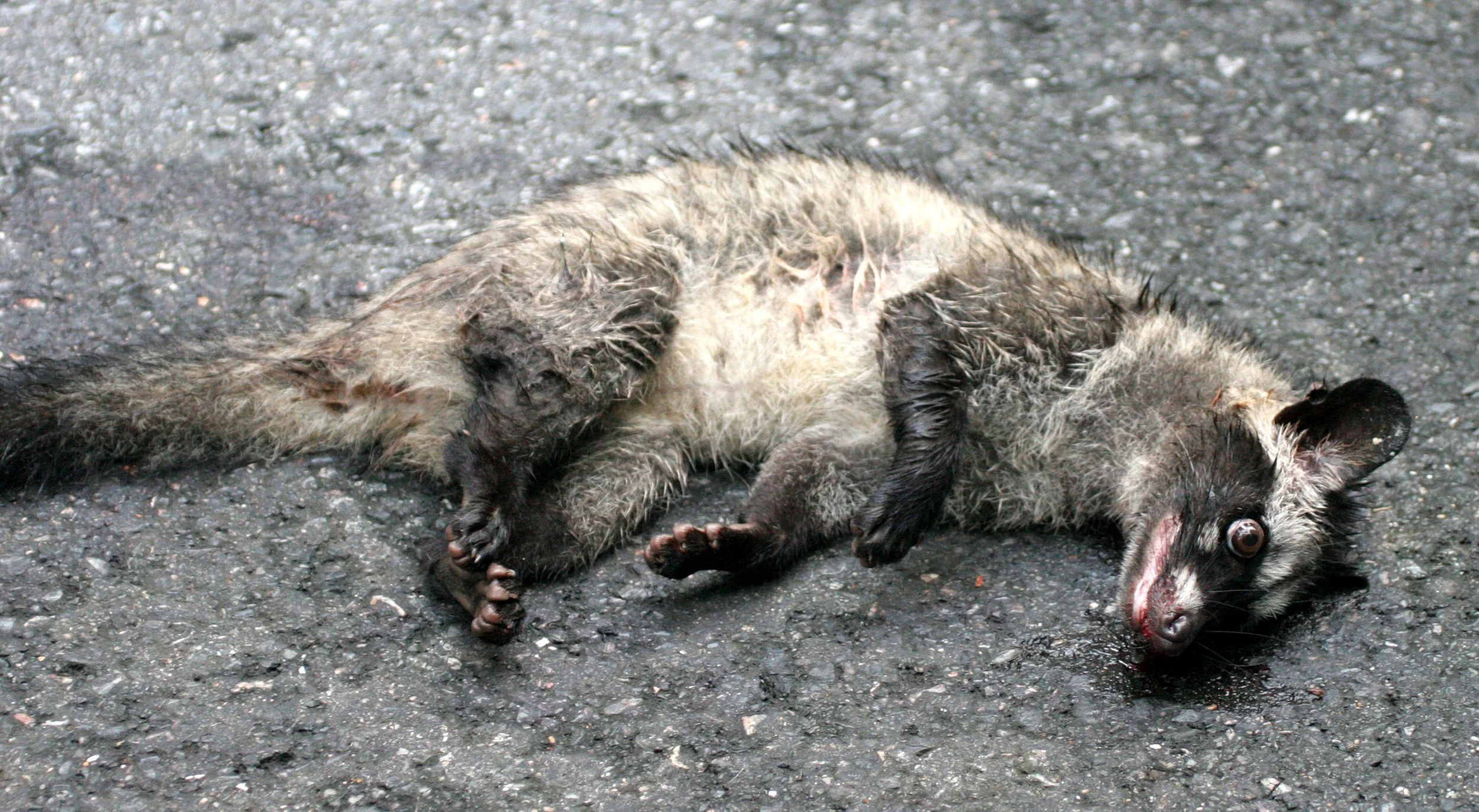 Paradoxus hermaphroditus laotum - COMMON PALM CIVET - KHAO YAI NATIONAL PARK THAILAND (5).JPG