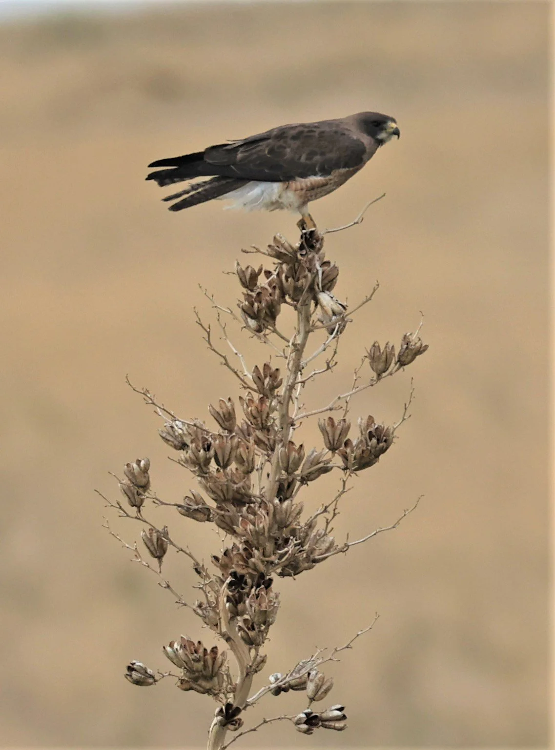 Buteo swainsoni - SWAINSON'S HAWK - DAVIS MOUNTAINS STATE PARK TEXAS JULY 2022 (11).jpg
