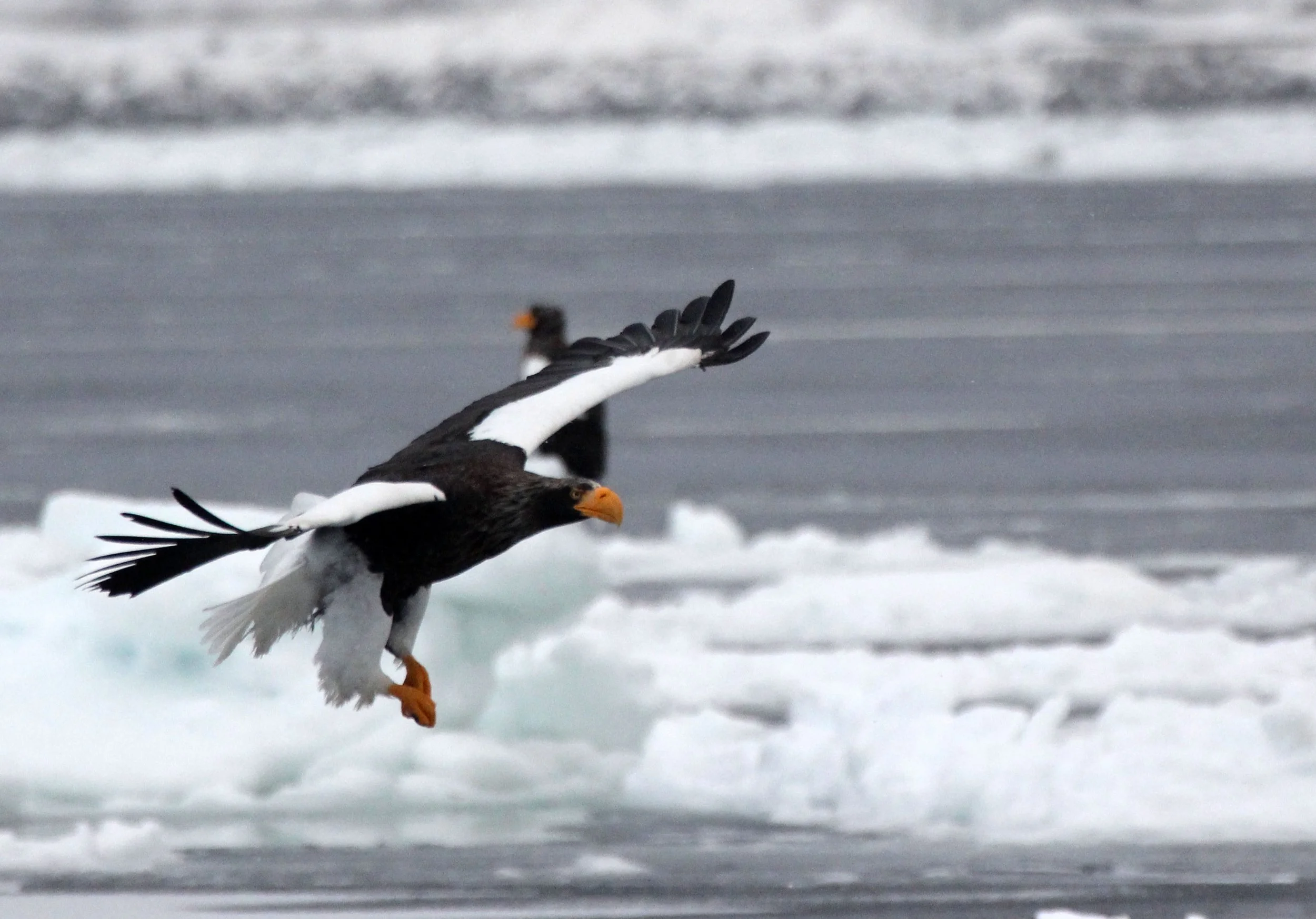 BIRD - EAGLE - STELLER'S SEA EAGLE - RAUSU, SHIRETOKO PENINSULA & NATIONAL PARK - HOKKAIDO JAPAN (16).JPG
