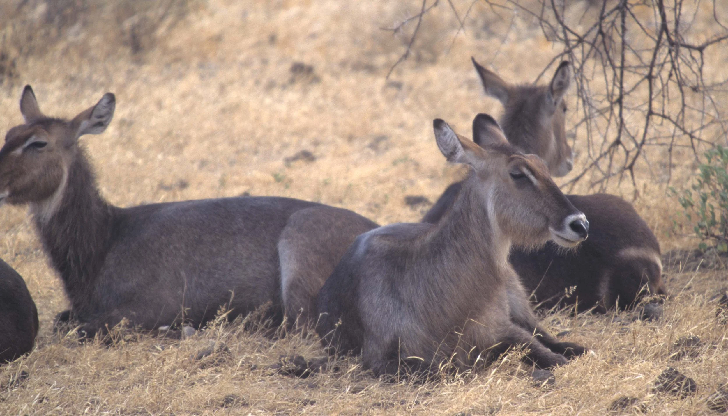 BOVID - WATERBUCK - COMMON - KRUGER (2).jpg