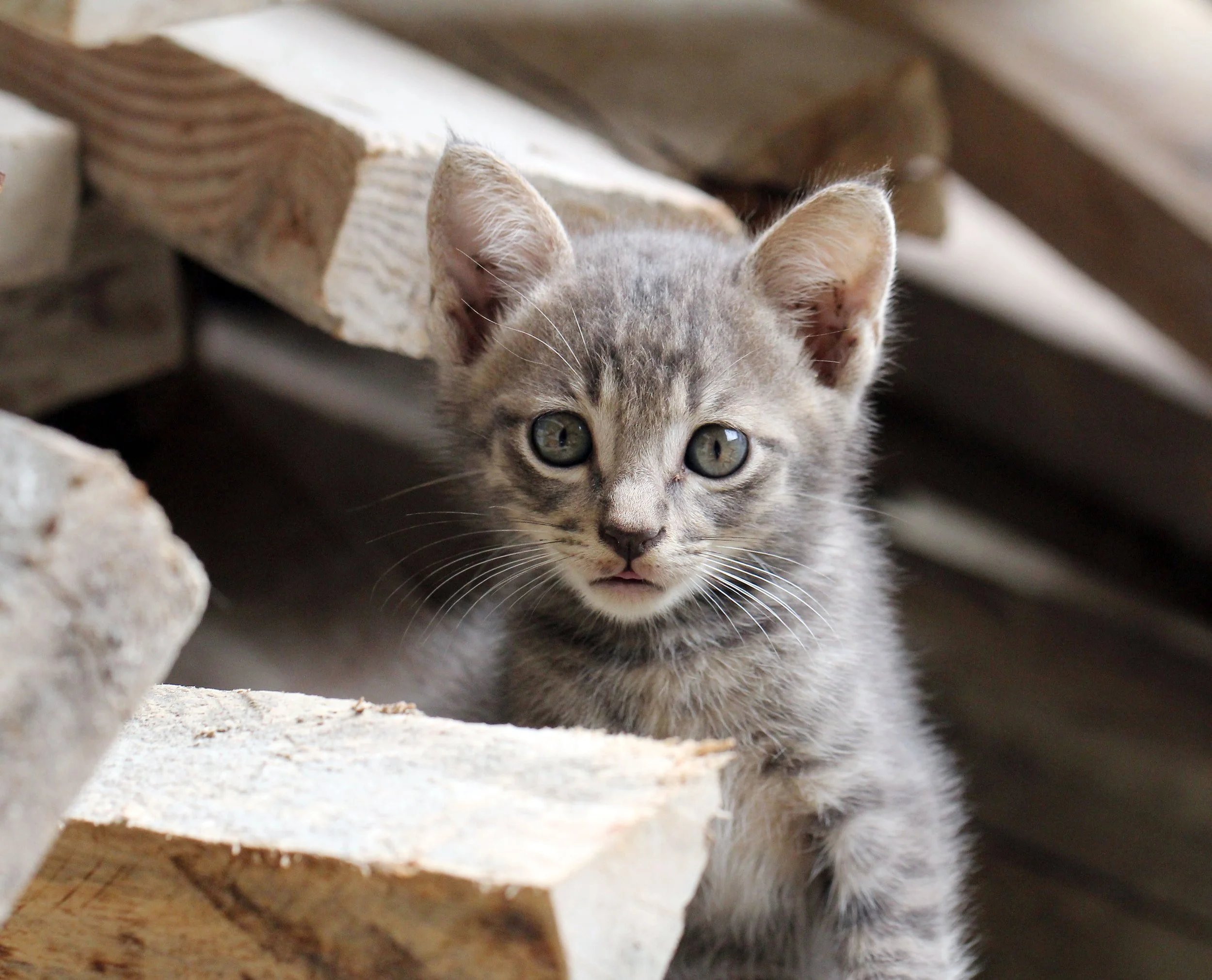 2015 Koh Lanta October Break Trip  (227).JPG