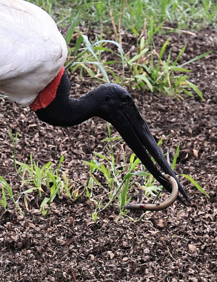 Jabiru (Jabiru mycteria) 