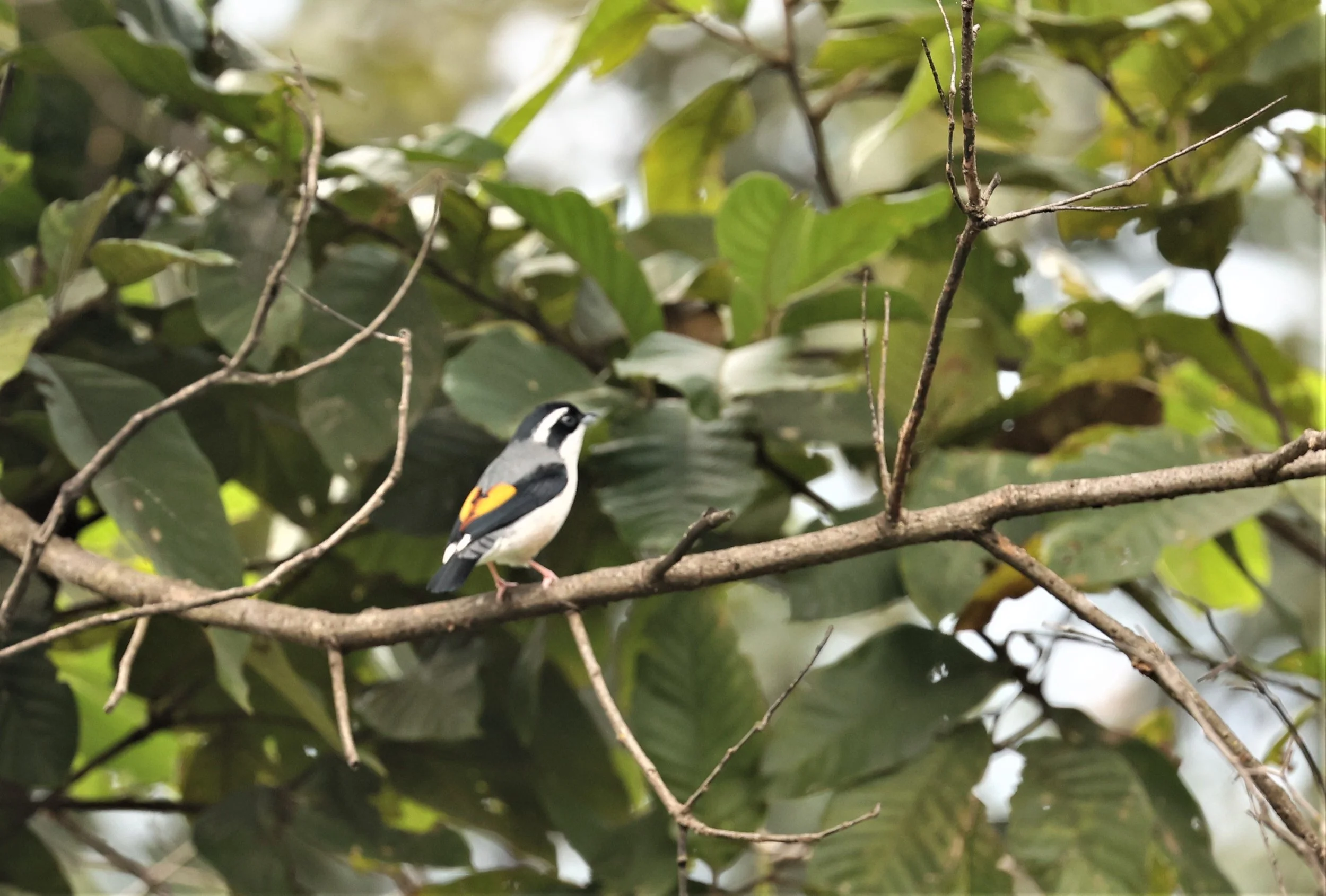 Blythe's Shrike Babbler (Pteruthius aeralatus) Kiew Lom Campground Doi Pha Hom Pok NP Thailand (8).jpg