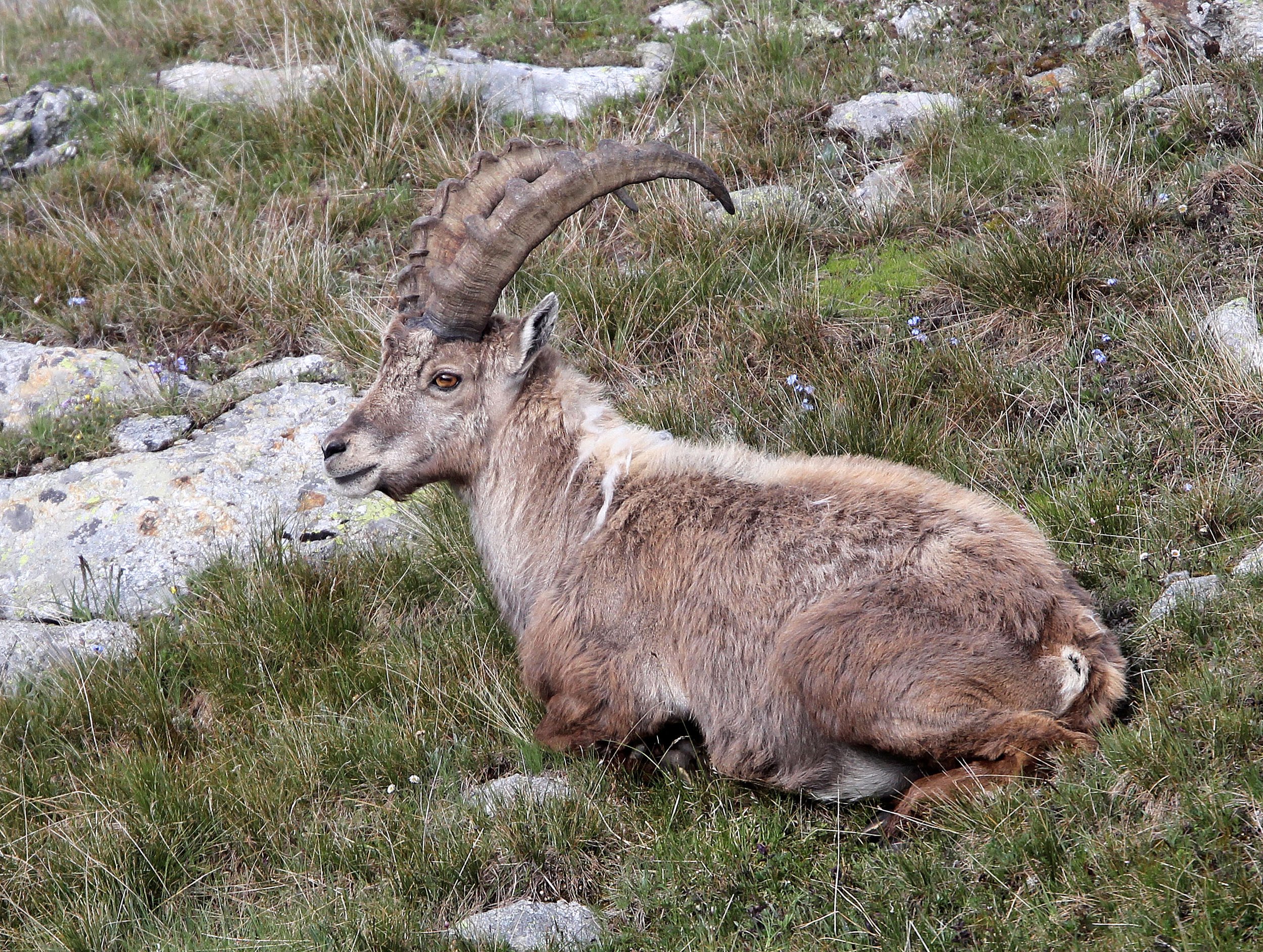 IBEX - ALPINE IBEX - Capra ibex - STELVIO NATIONAL PARK ITALY (54).JPG