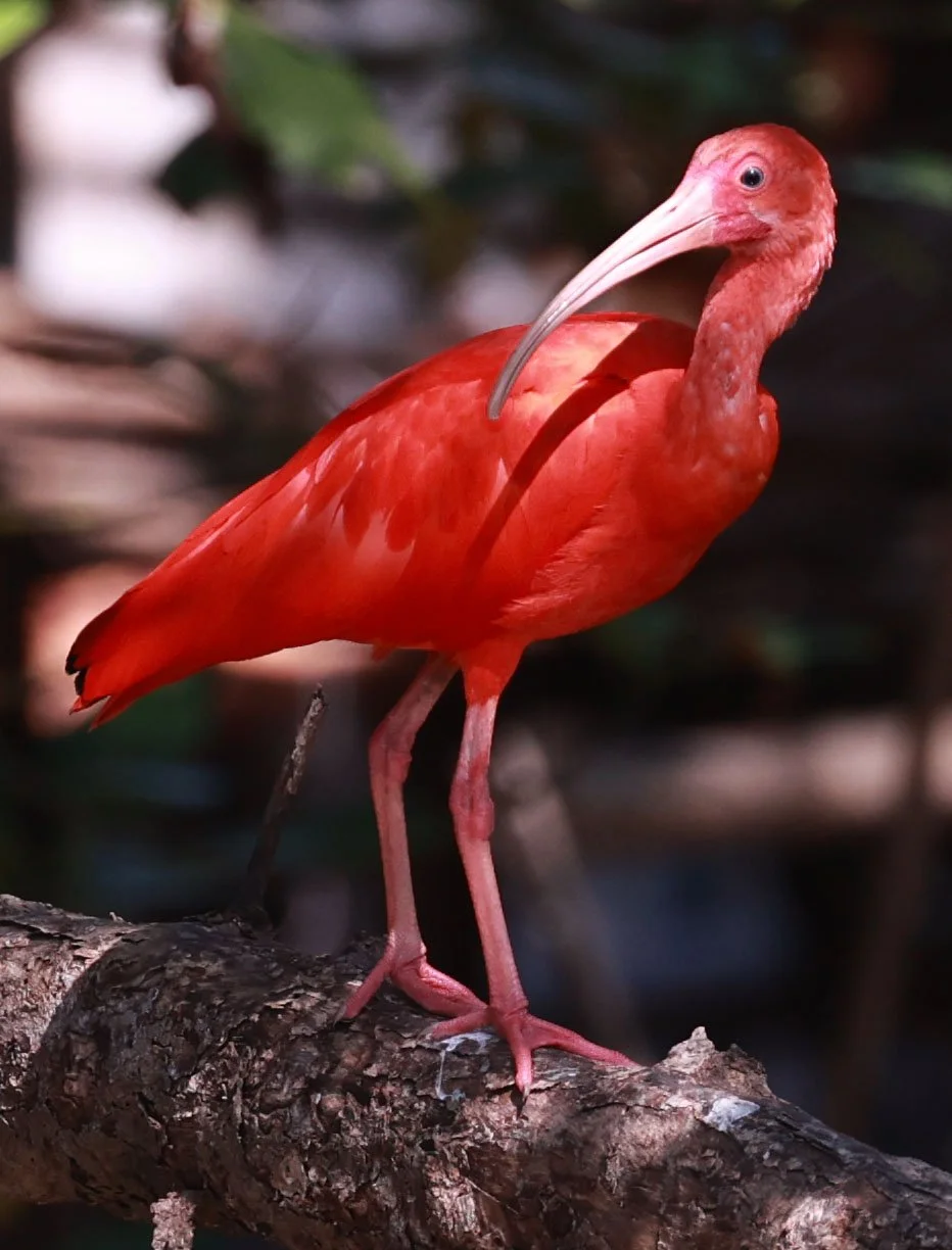 Ibis - Scarlet Ibis - Eudocimus ruber - 29 Songkaow Cafe, Chachoengsao Thailand (106).jpg