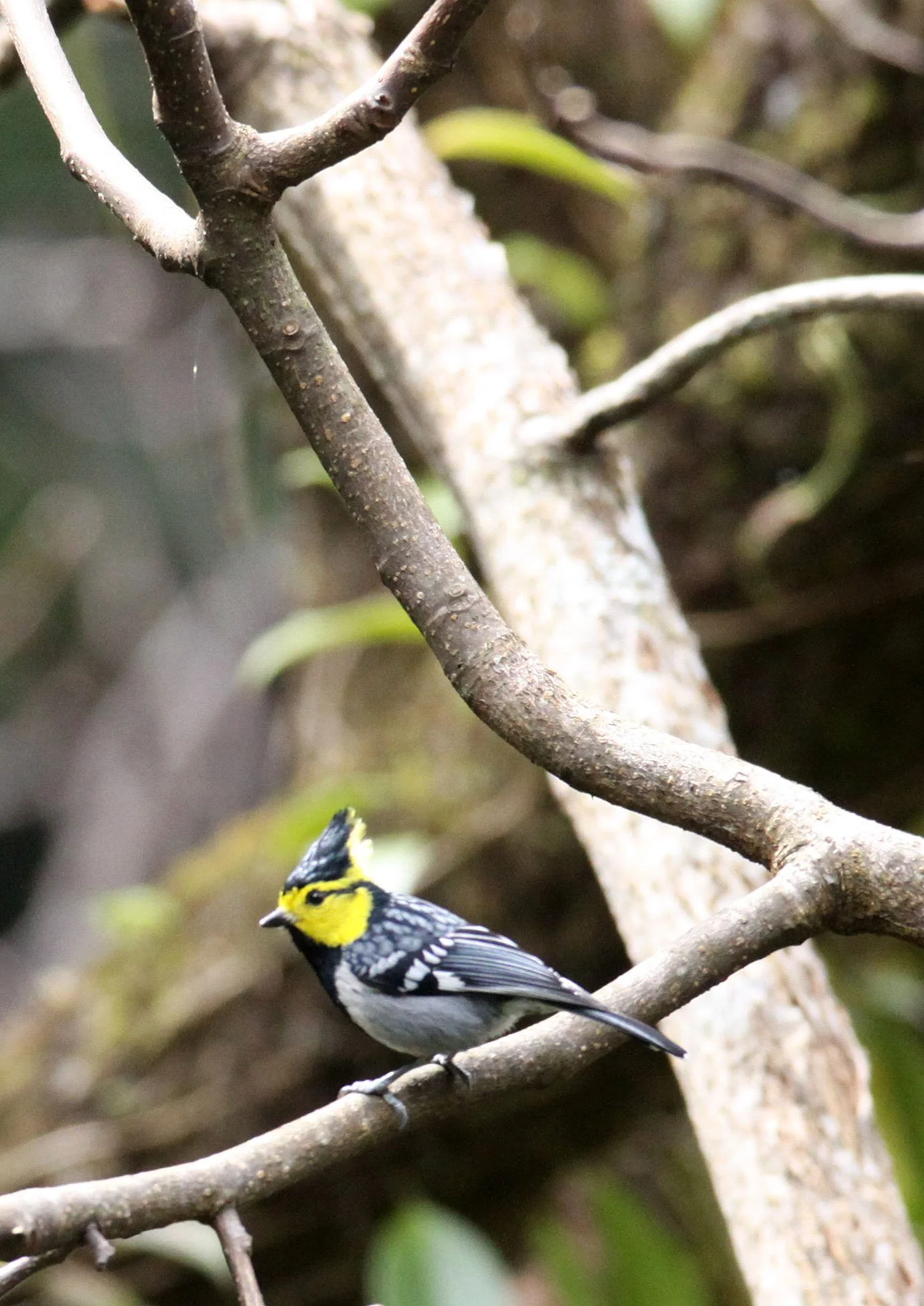 Yellow-cheeked Tit (Machlolophus spilonotus) Wuliangshan Nature Reserve, Yunnan China (7).JPG