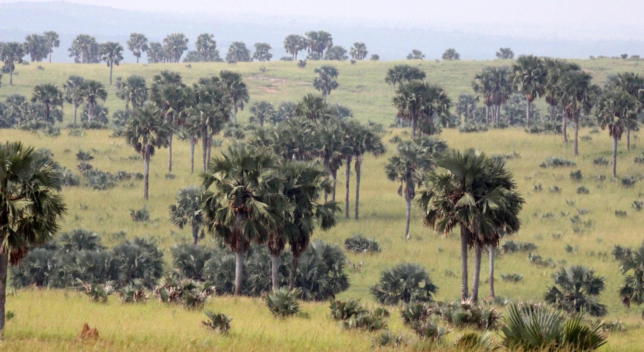 MURCHISON FALLS NP UGANDA (28).JPG