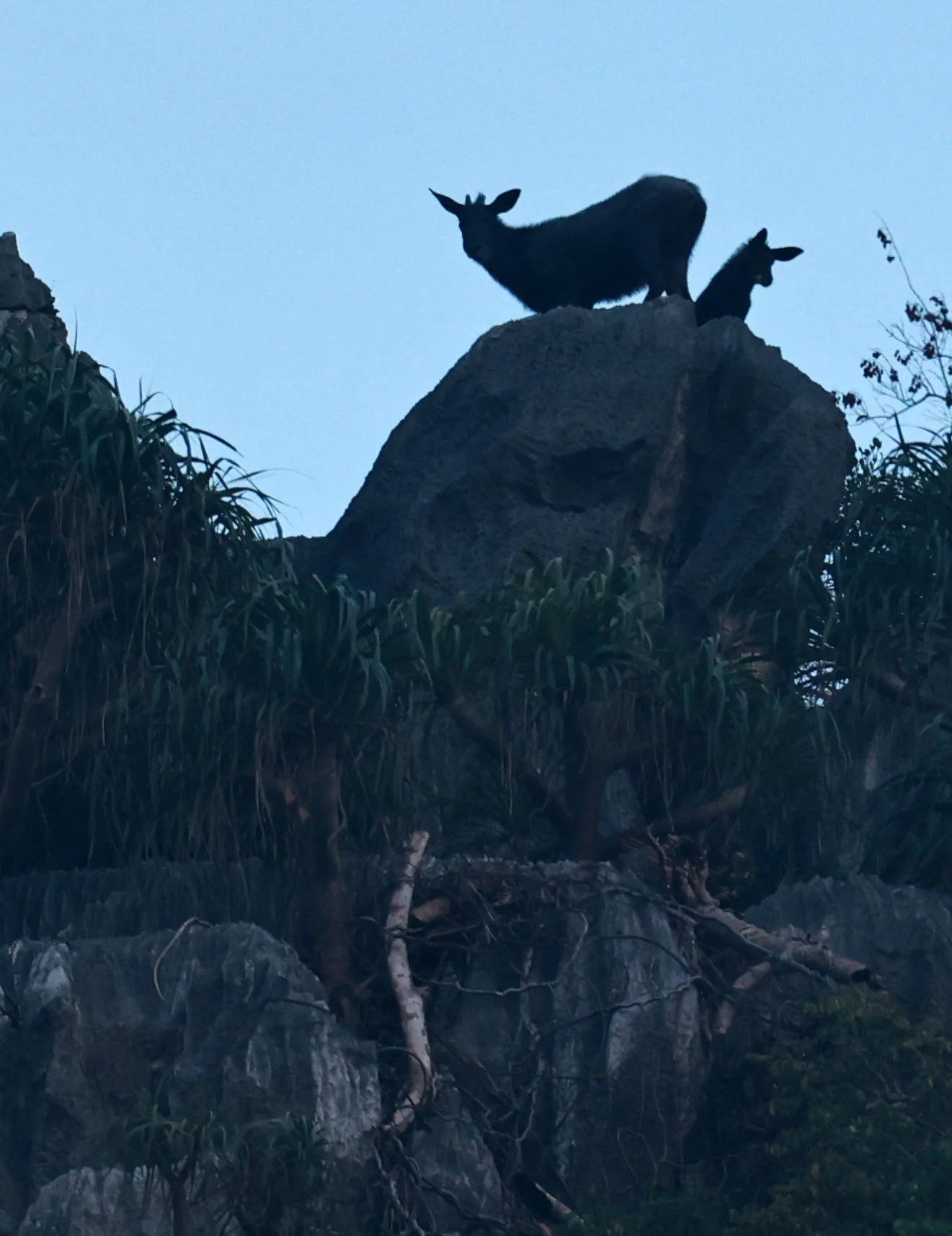 Indochinese Serow (Capricornis milneedwardsi maritimus) Pak Chong, Ban Tha Chang Spring 