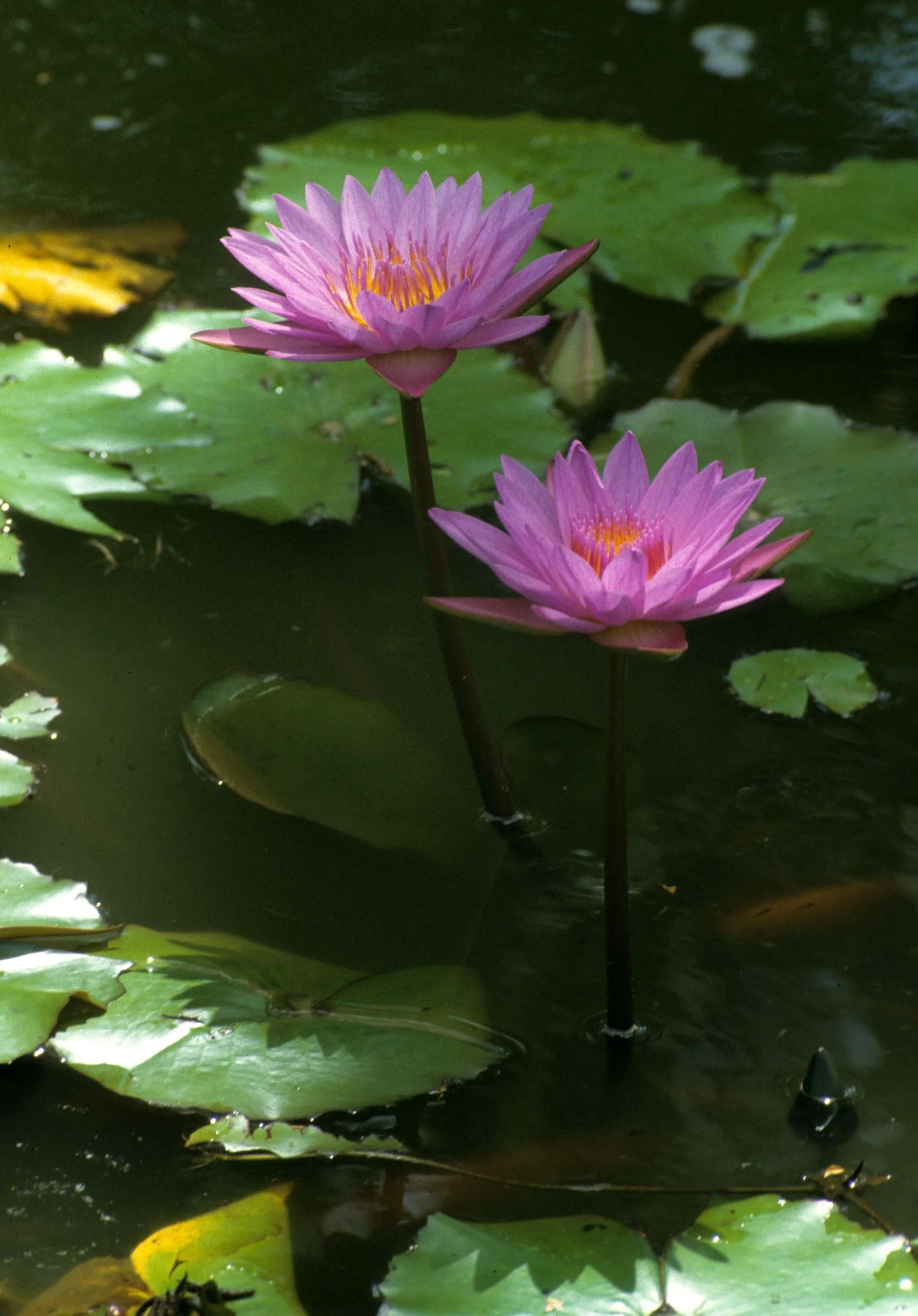HAWAII - HAWAII - LILIACEAE - WATER LILIES (4).jpg