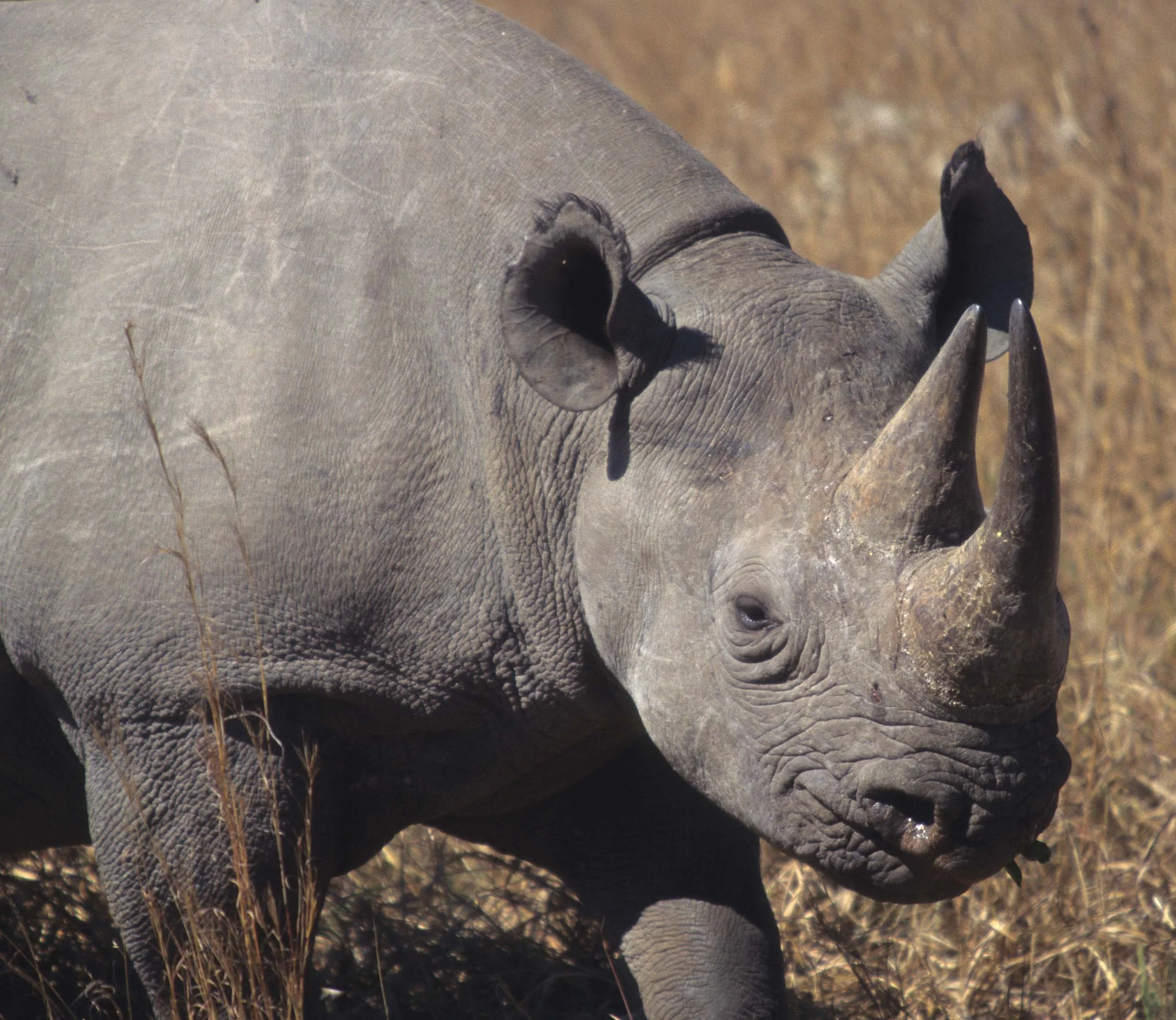 RHINO- BLACK - ZIMBABWE 4.jpg