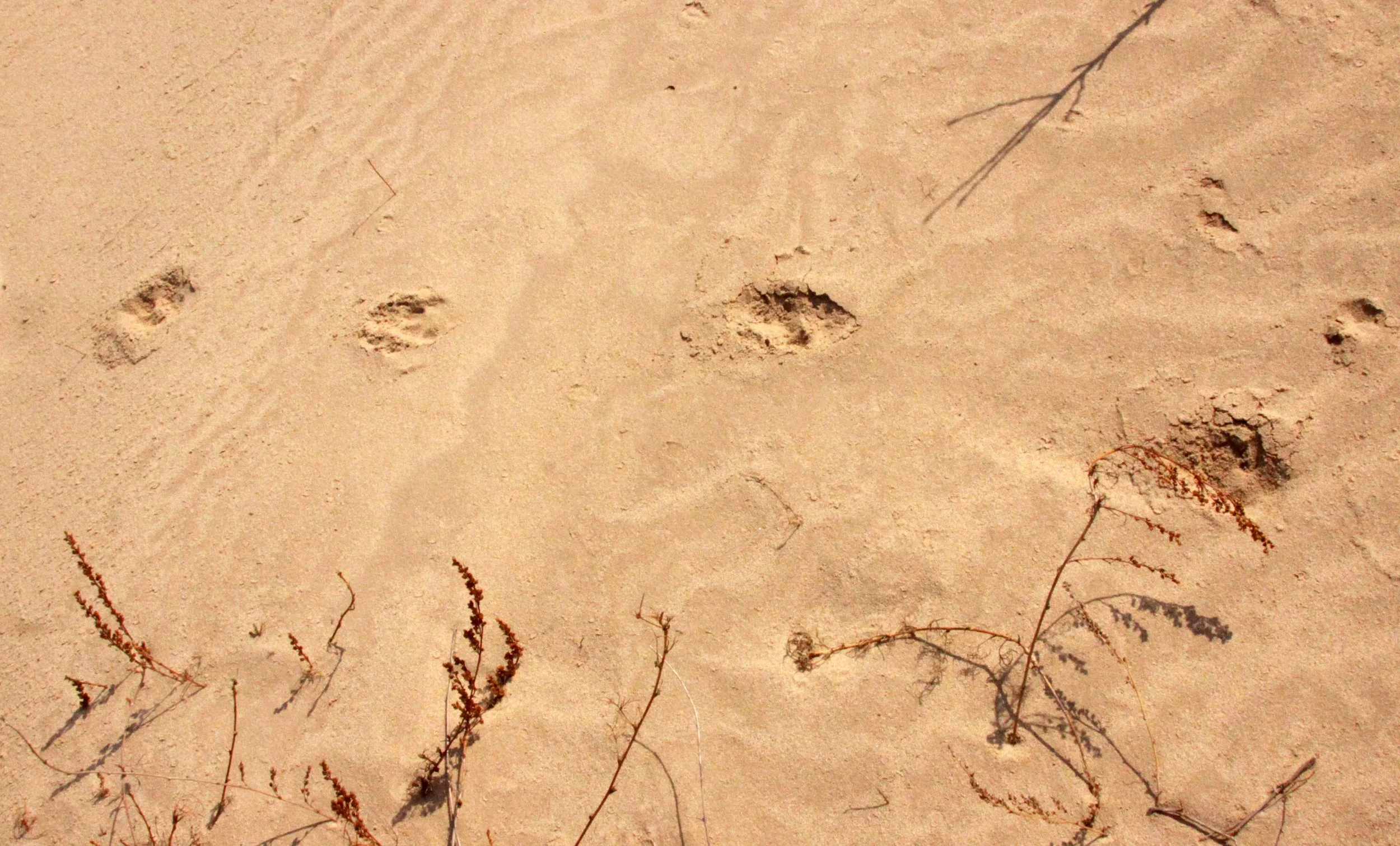 KULUN QI INNER MONGOLIA CHINA - DUNES (2).JPG