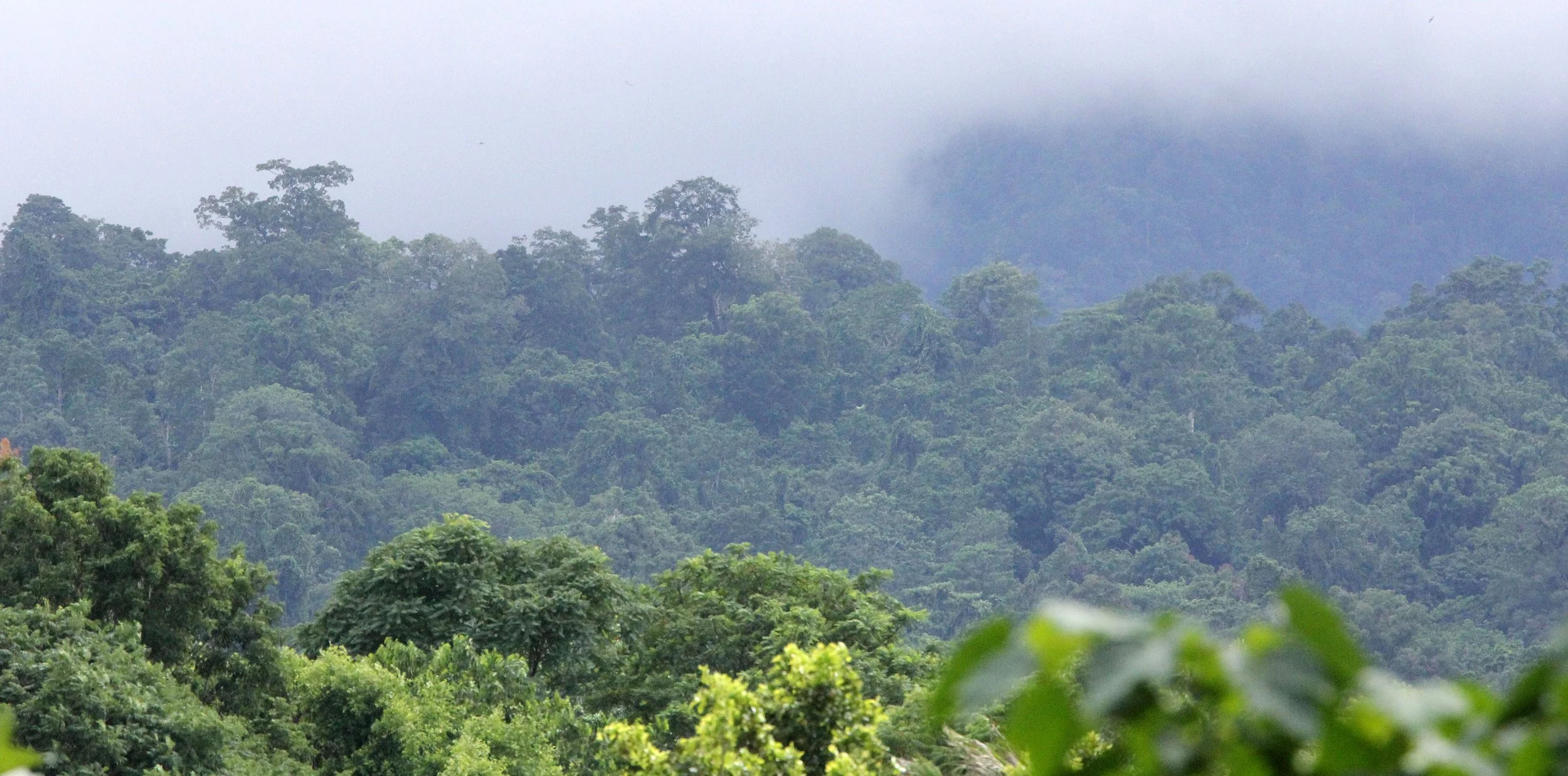 TANGKOKO NATIONAL PARK SULAWESI INDONESIA (35).JPG
