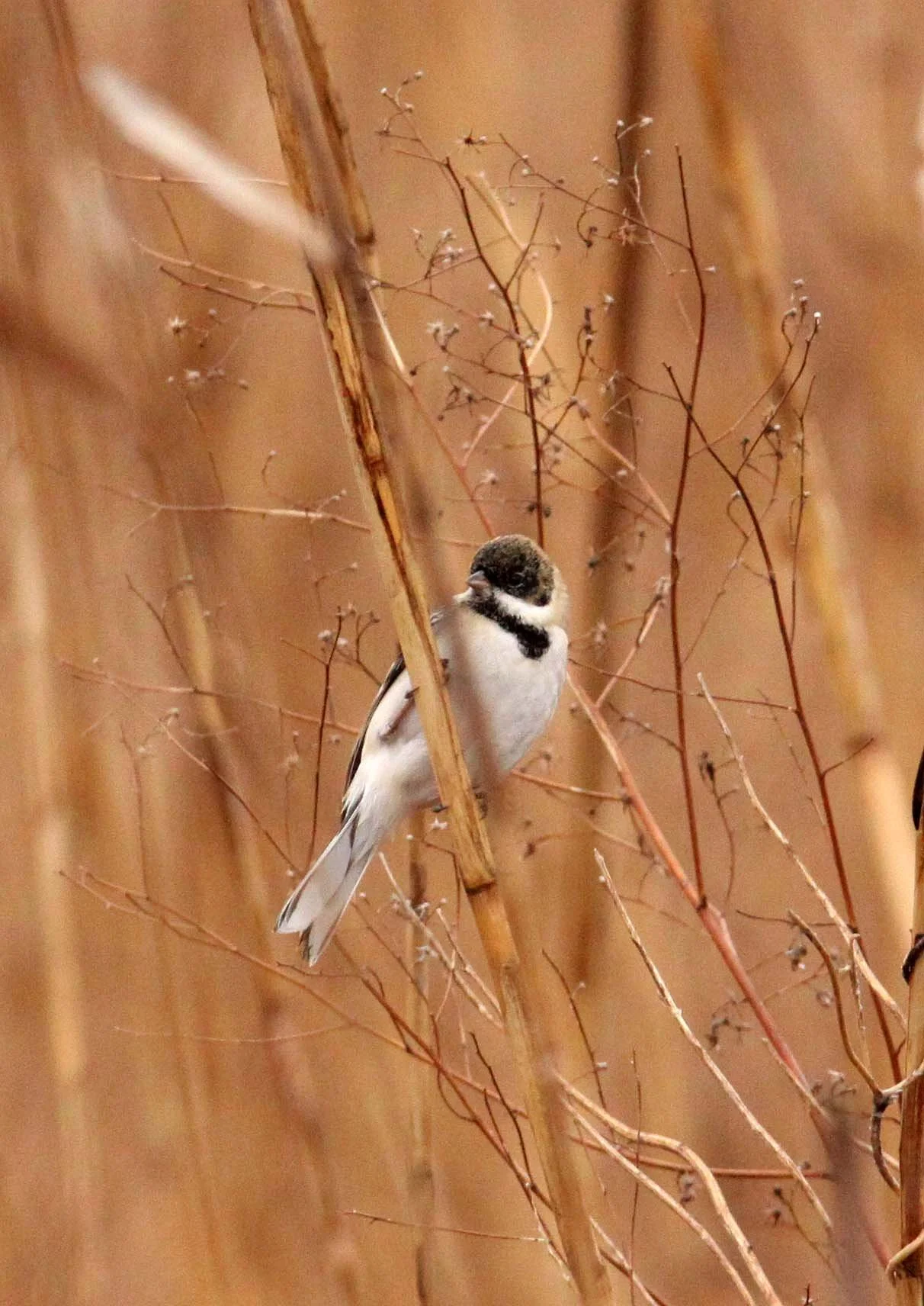 Pallas's (Reed) Bunting (Emberiza pallasi) Yancheng China (10).JPG