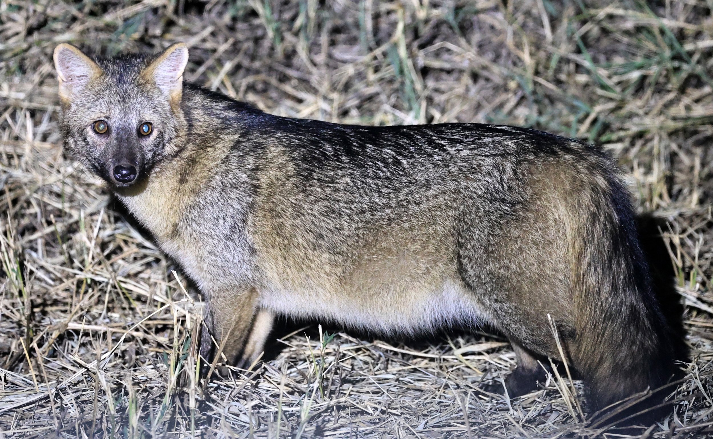 Crab-eating Fox (Cerdocyon thous) Estancia Campo'í Paraguay  (14).jpg